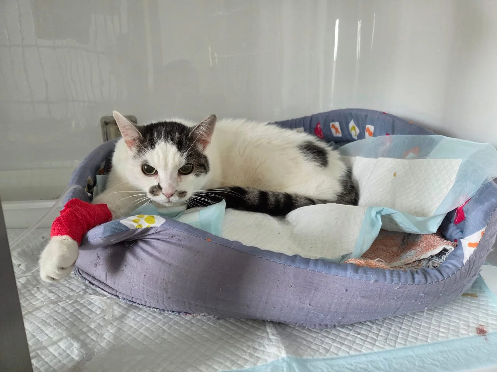 Operație veterinară programată? Iată cum îți pregătești câinele sau pisica pentru internare