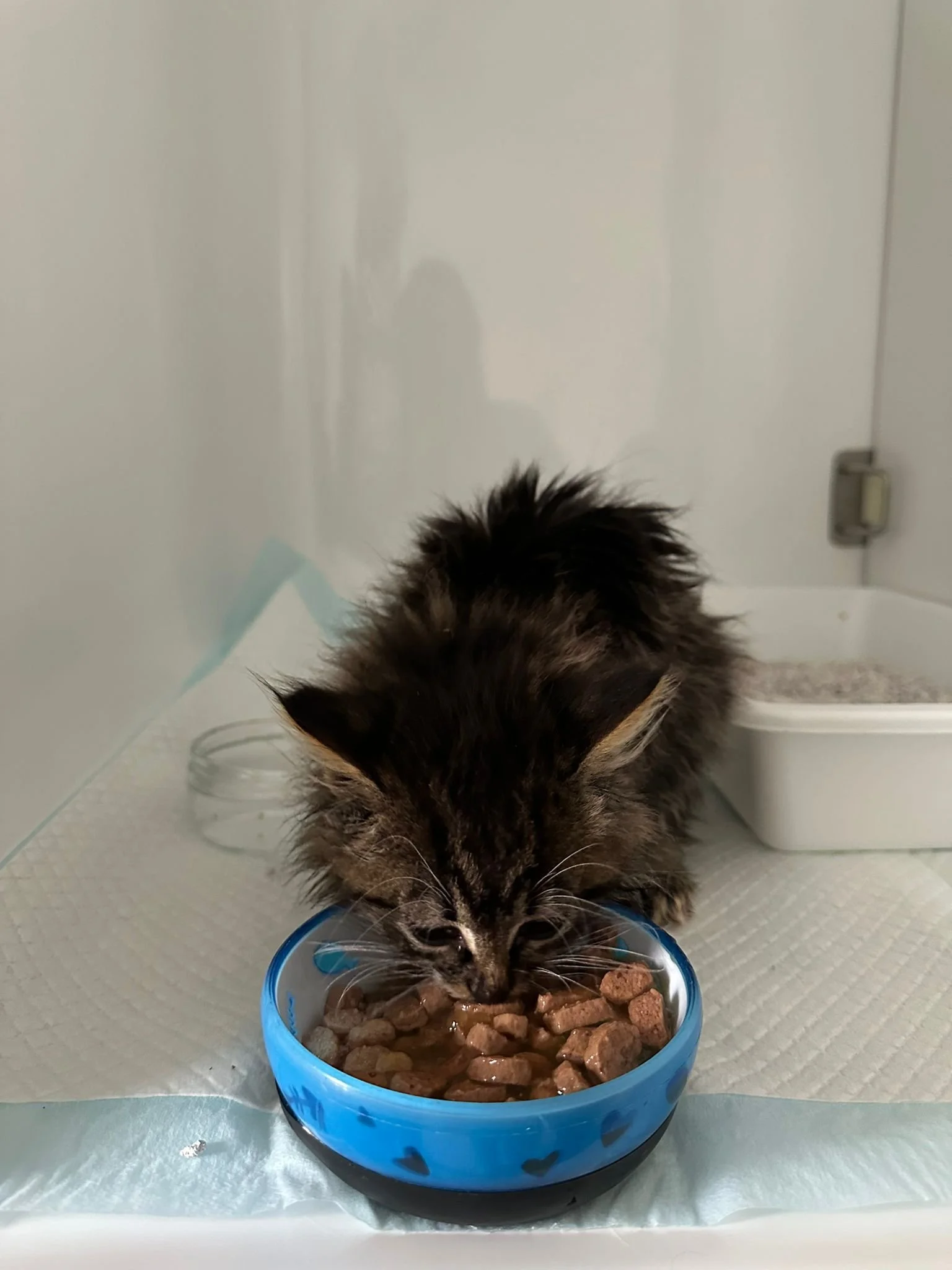 Cum alegi hrana potrivită pentru animalul tău?