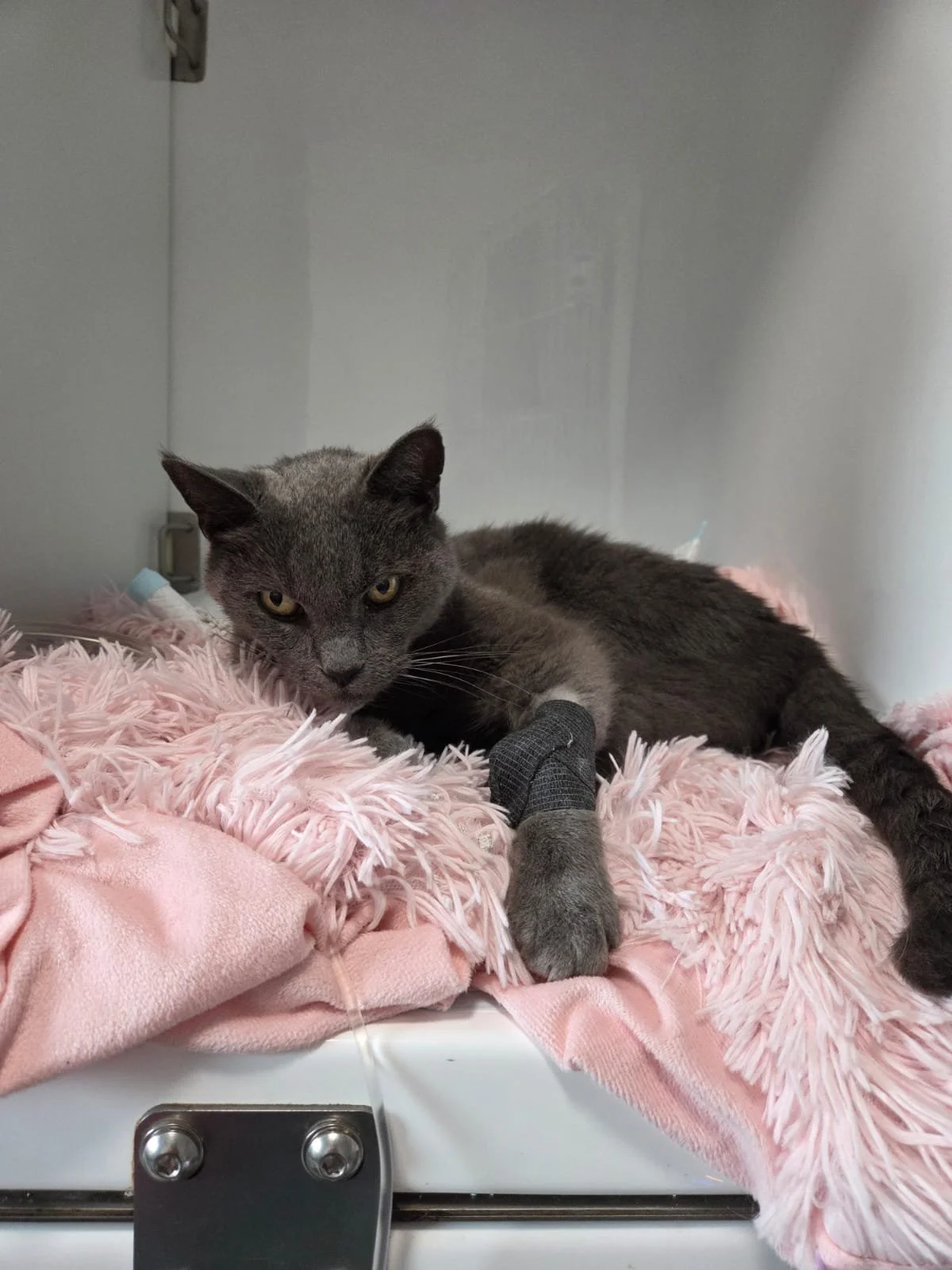 Importanța diagnosticării timpurii și a chirurgiei oncologice la animale