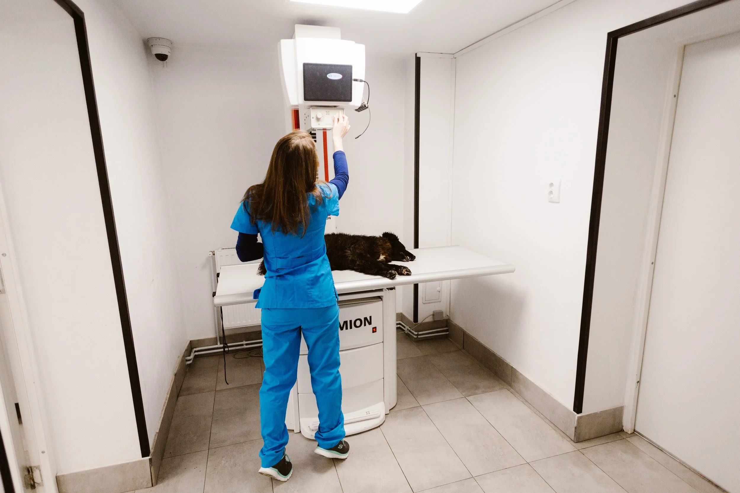 Radiografie veterinară: ce este, când se recomandă și de ce este esențială pentru un diagnostic corect