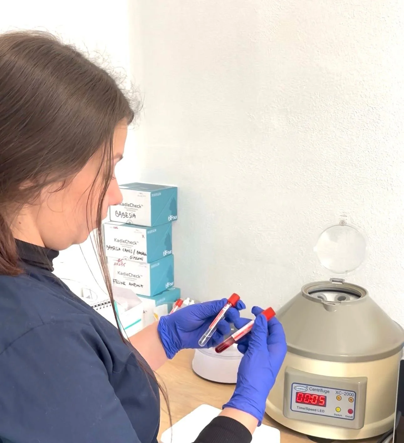 Rolul analizelor de sânge și urină în depistarea precoce a bolilor renale la câini și pisici