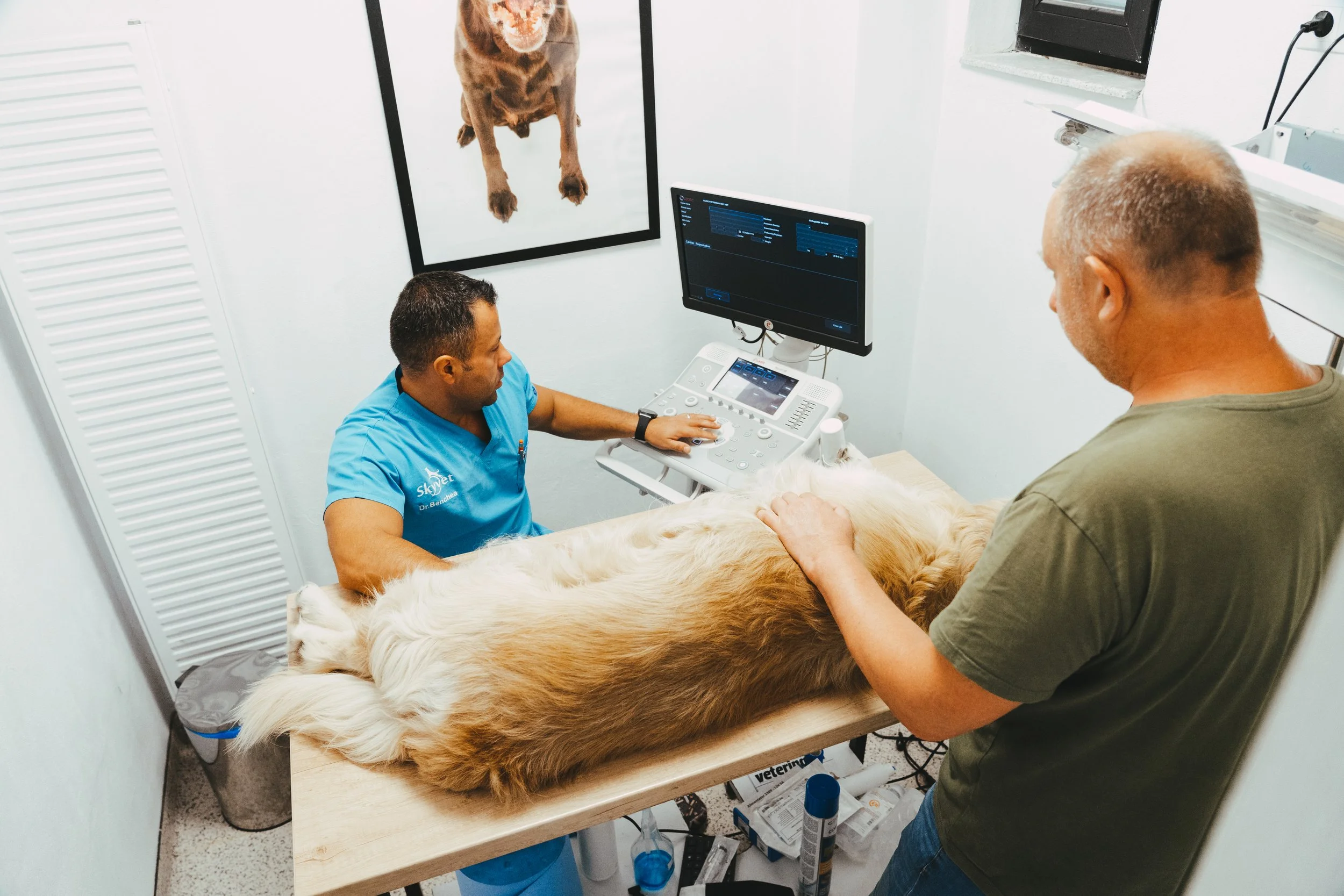 Ecografia ca metodă de prevenție la animalele de companie