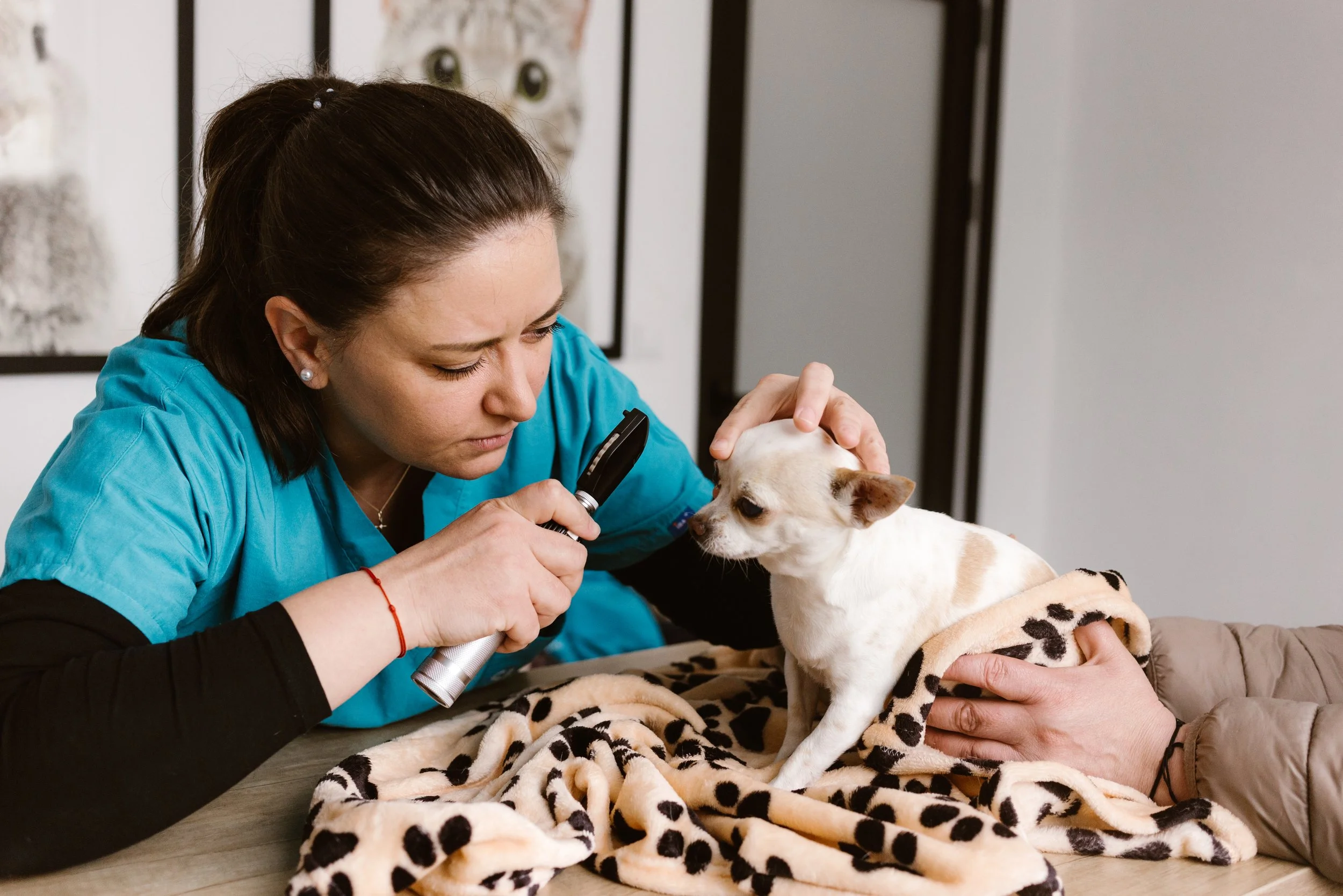 Cum recunoști durerea oculară la animăluțe