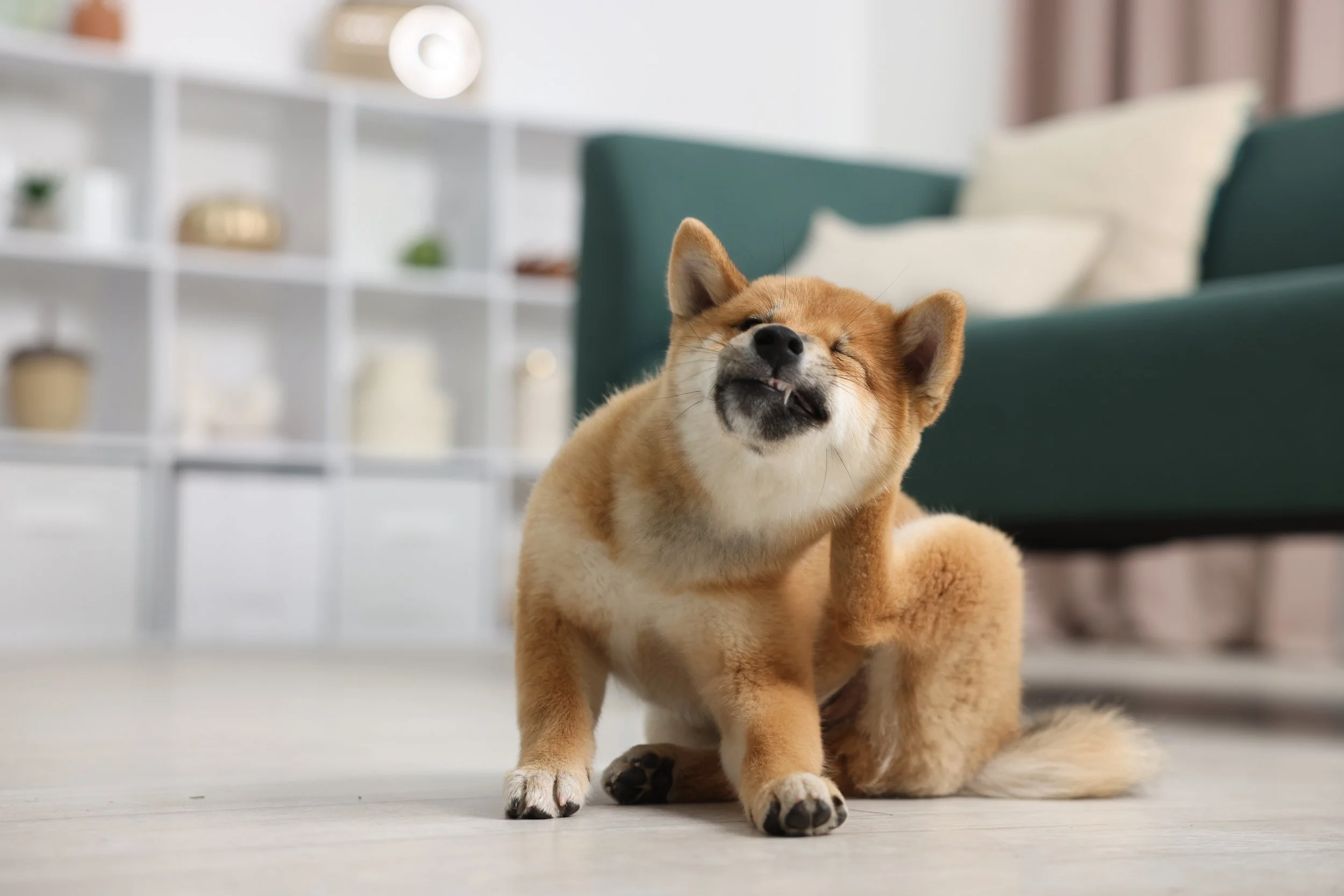 De ce se scarpină constant câinele sau pisica ta? Cauze frecvente și când să mergi la veterinar