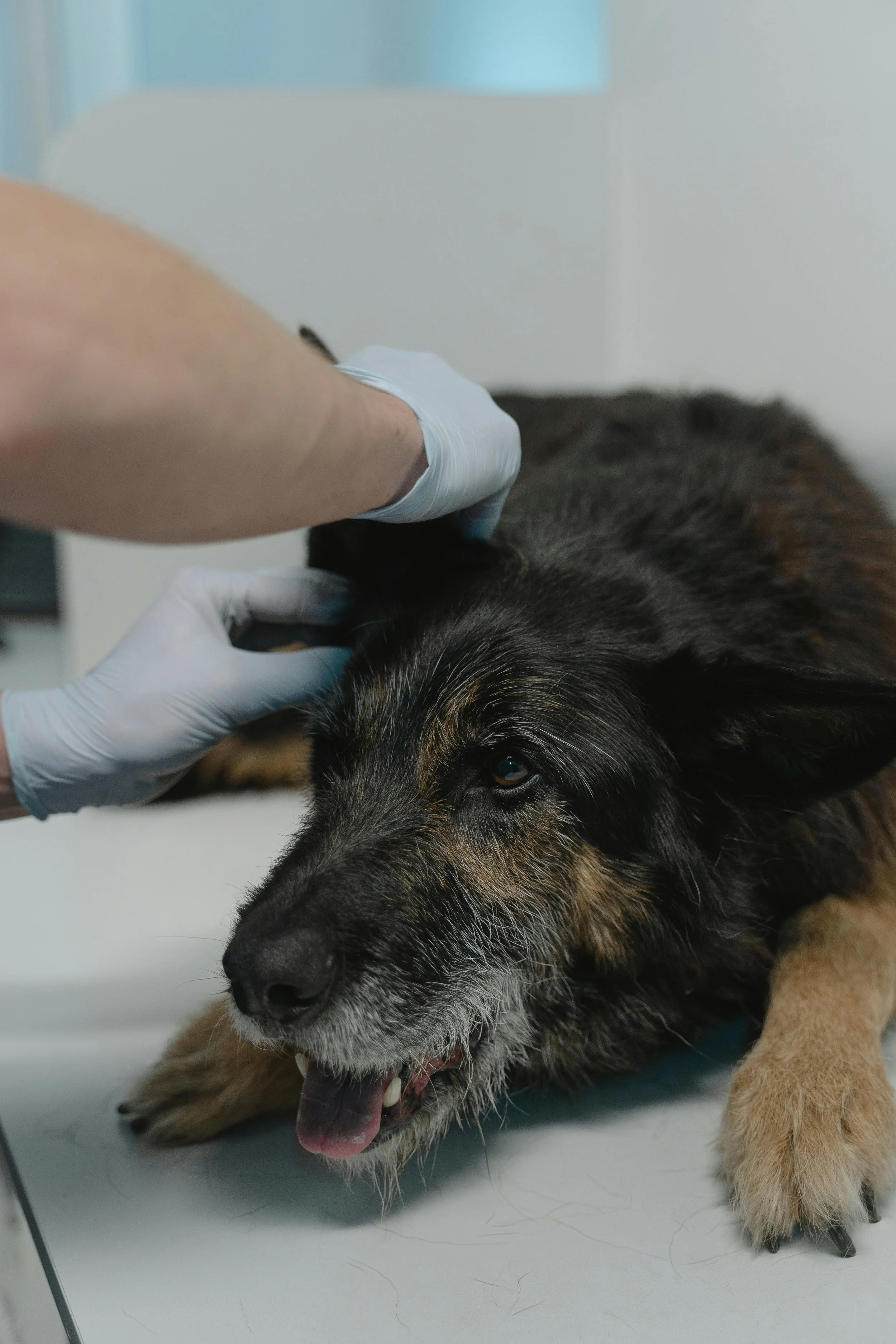 Osteoartrita la câinii bătrâni: cum o recunoști și ce poți face