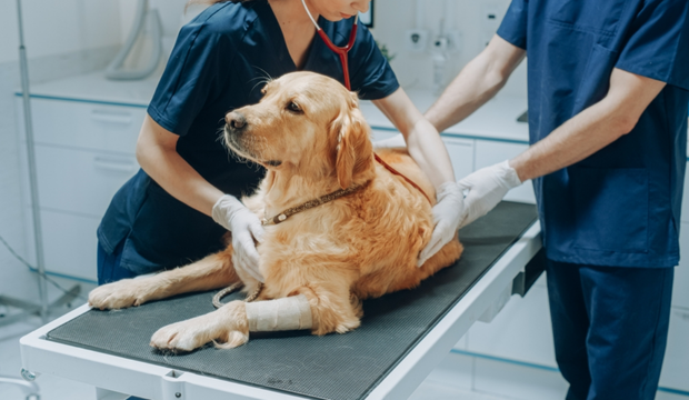 labrador pe masa de examinare a veterinarilor