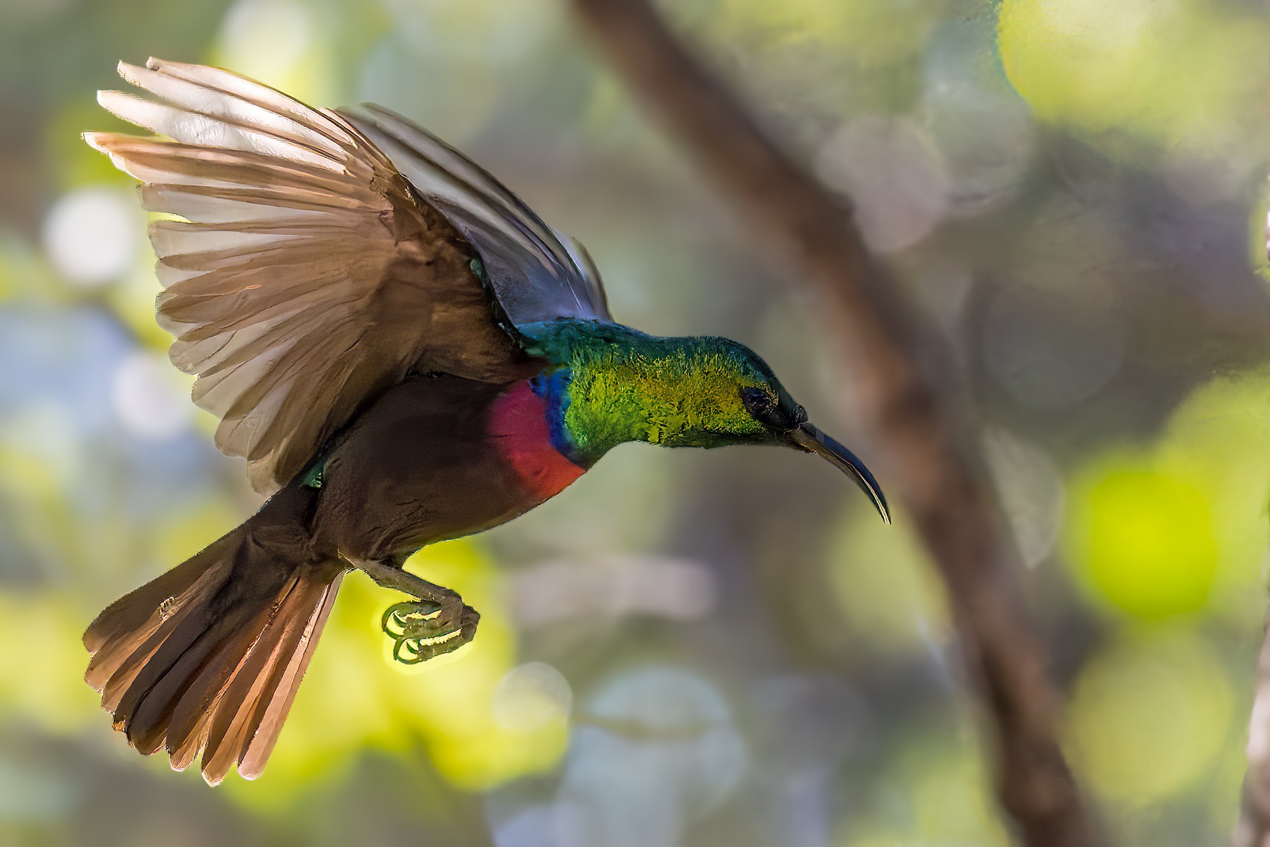 Sunbird_0032.JPG