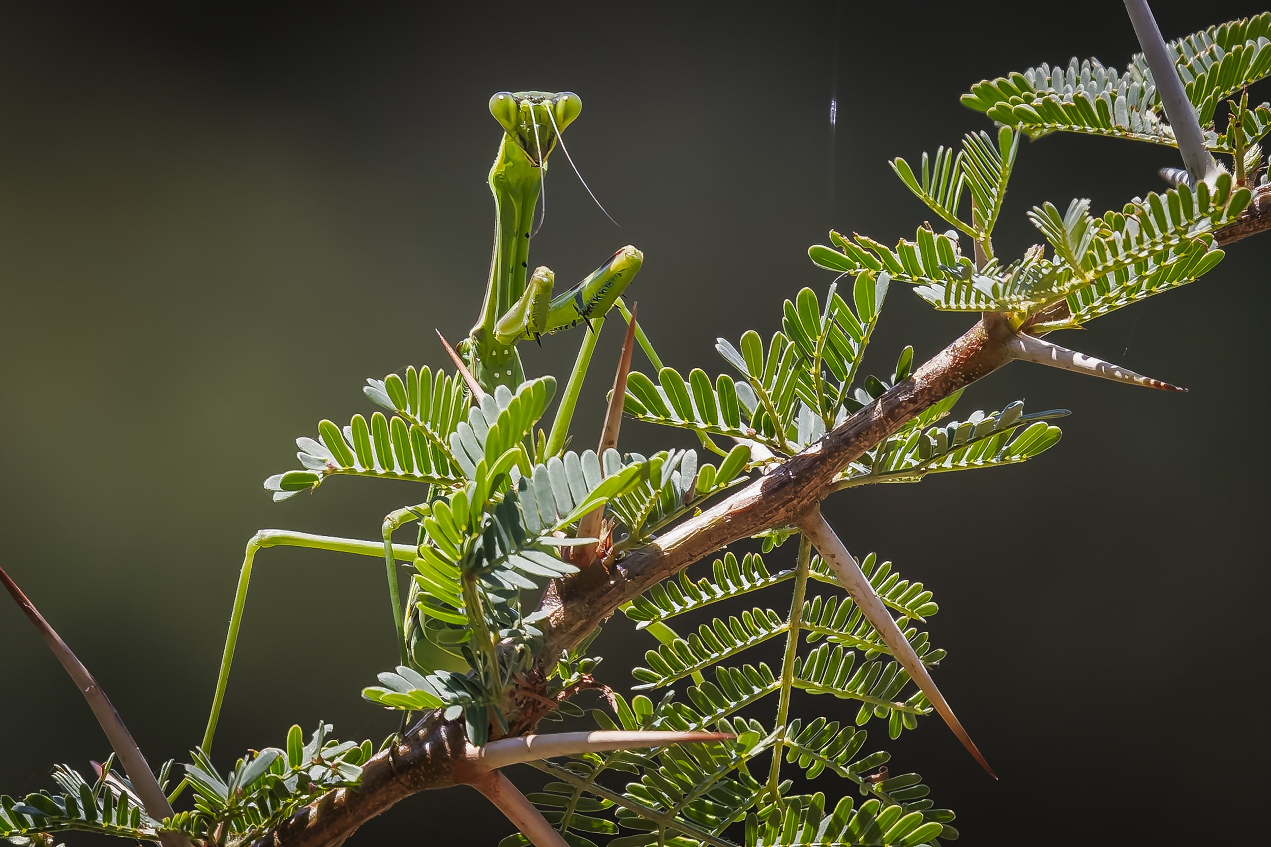 Mantis 2.jpg