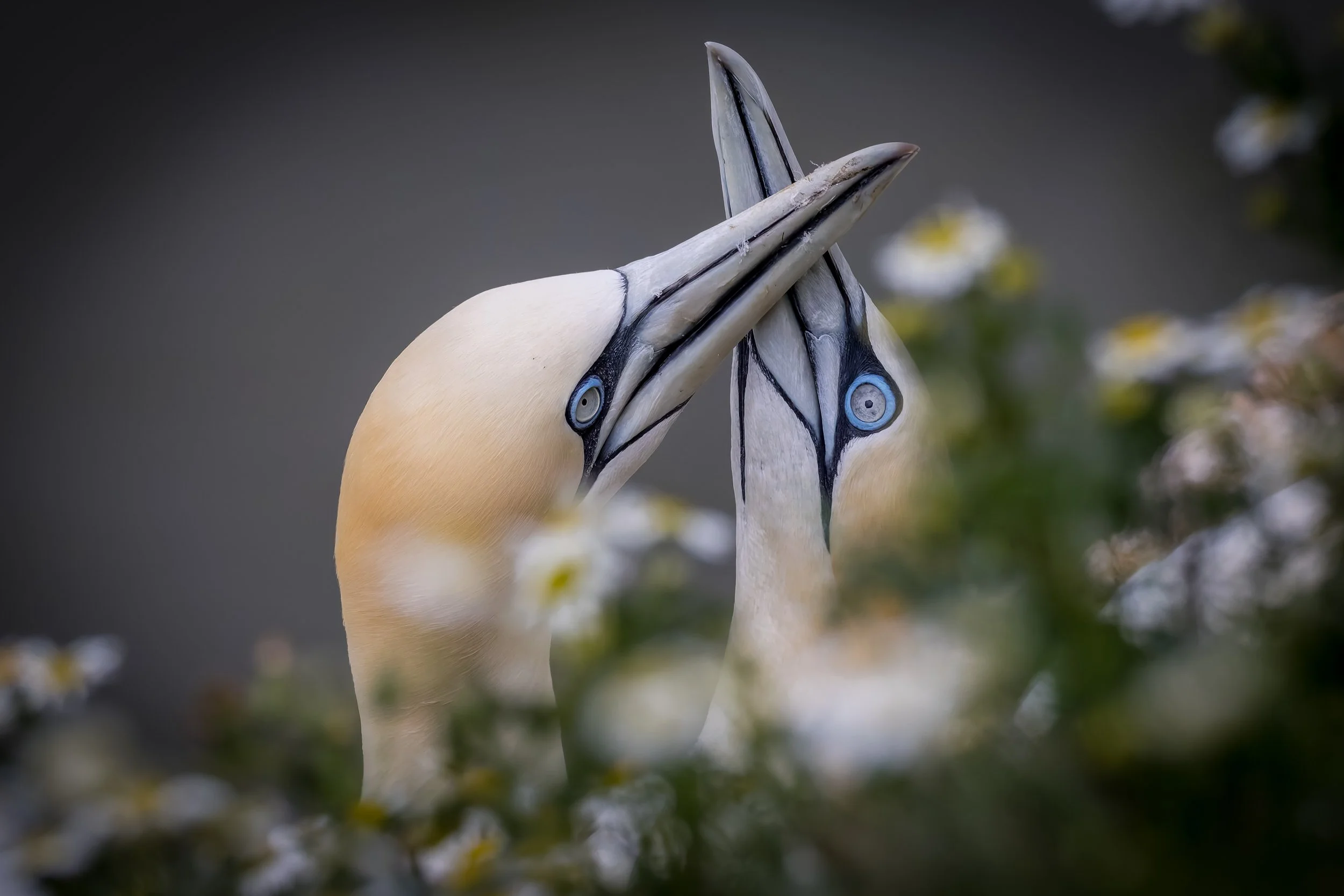 Bempton_263.jpg