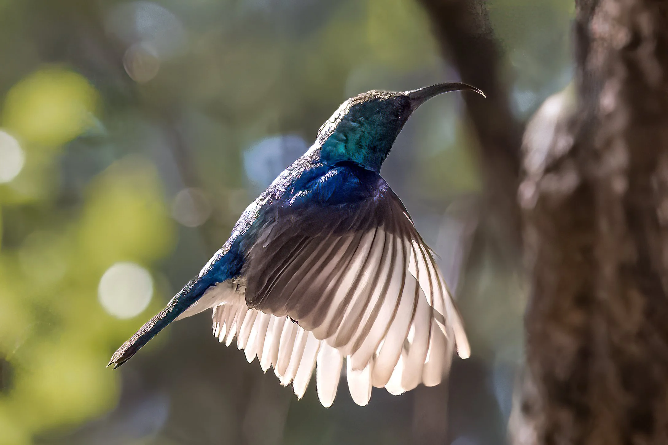 Sunbird_0042.JPG