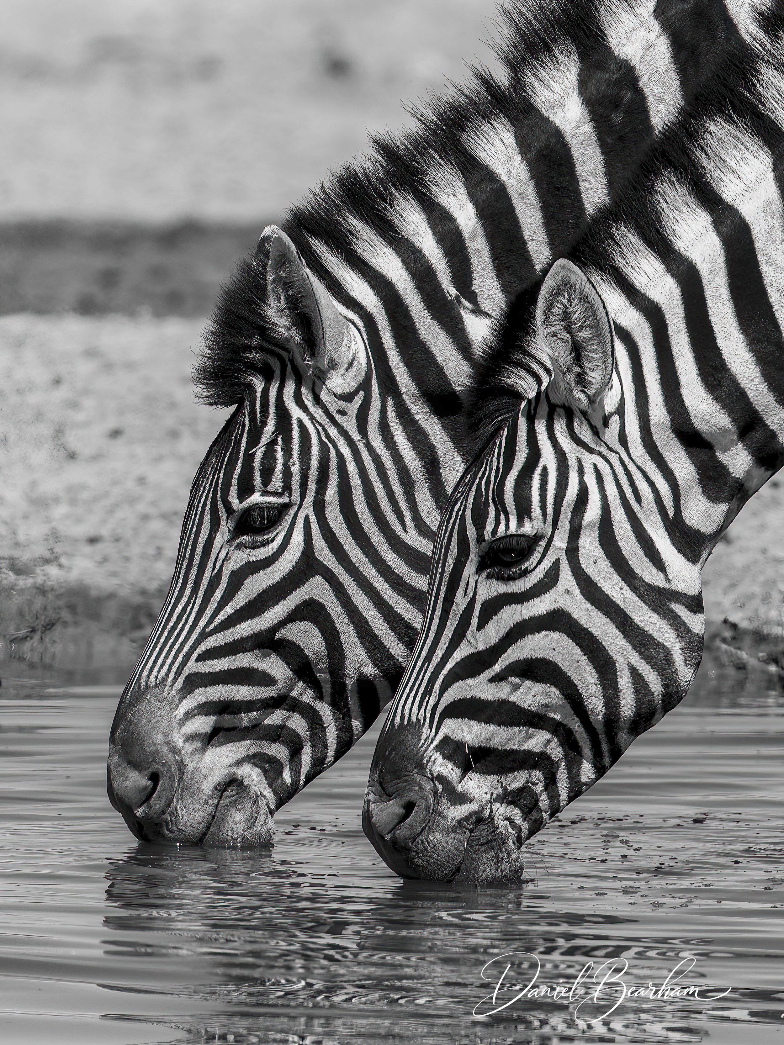Zebra Drink.jpg