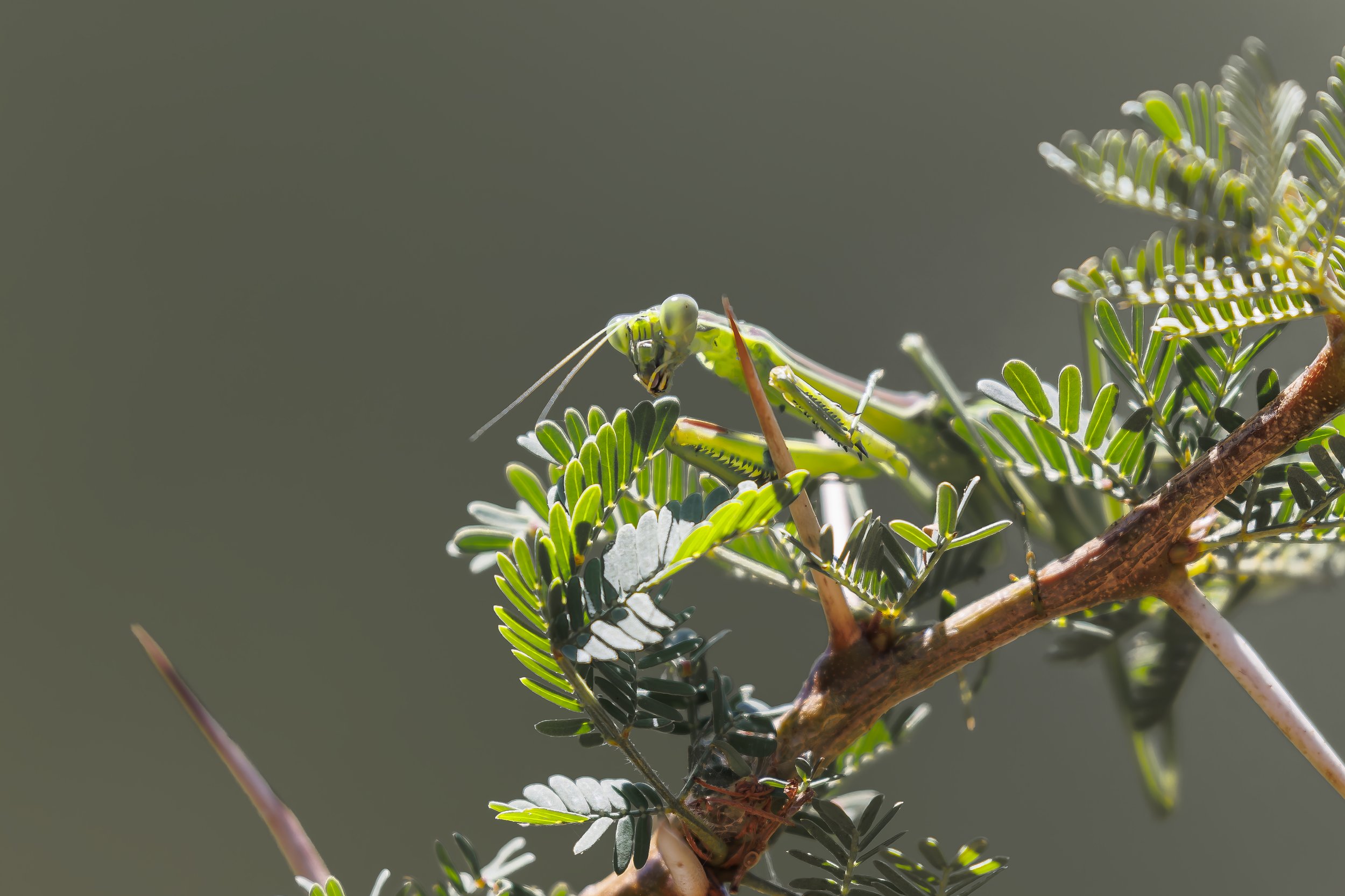 Mantis.jpg