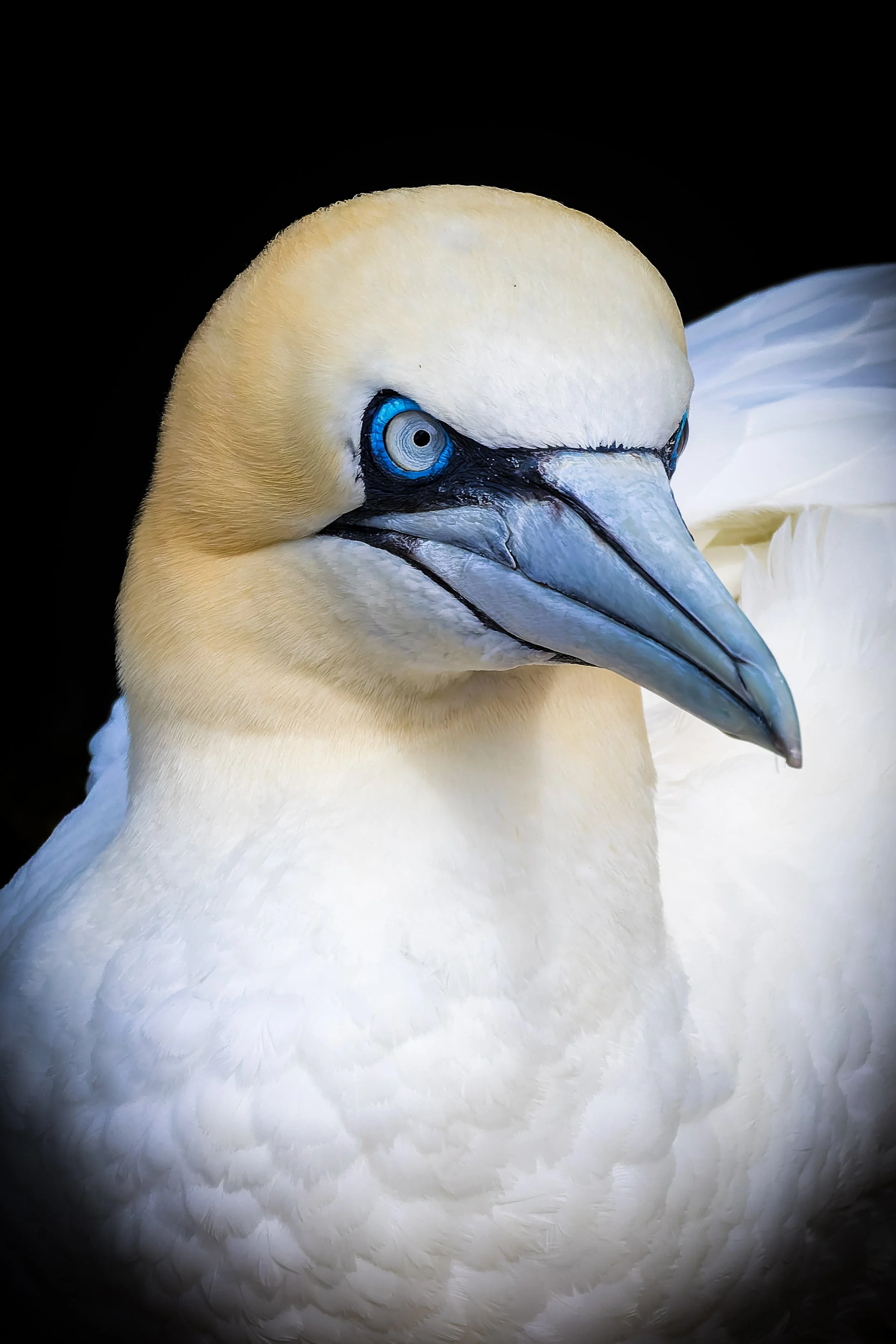 Bempton_262.jpg