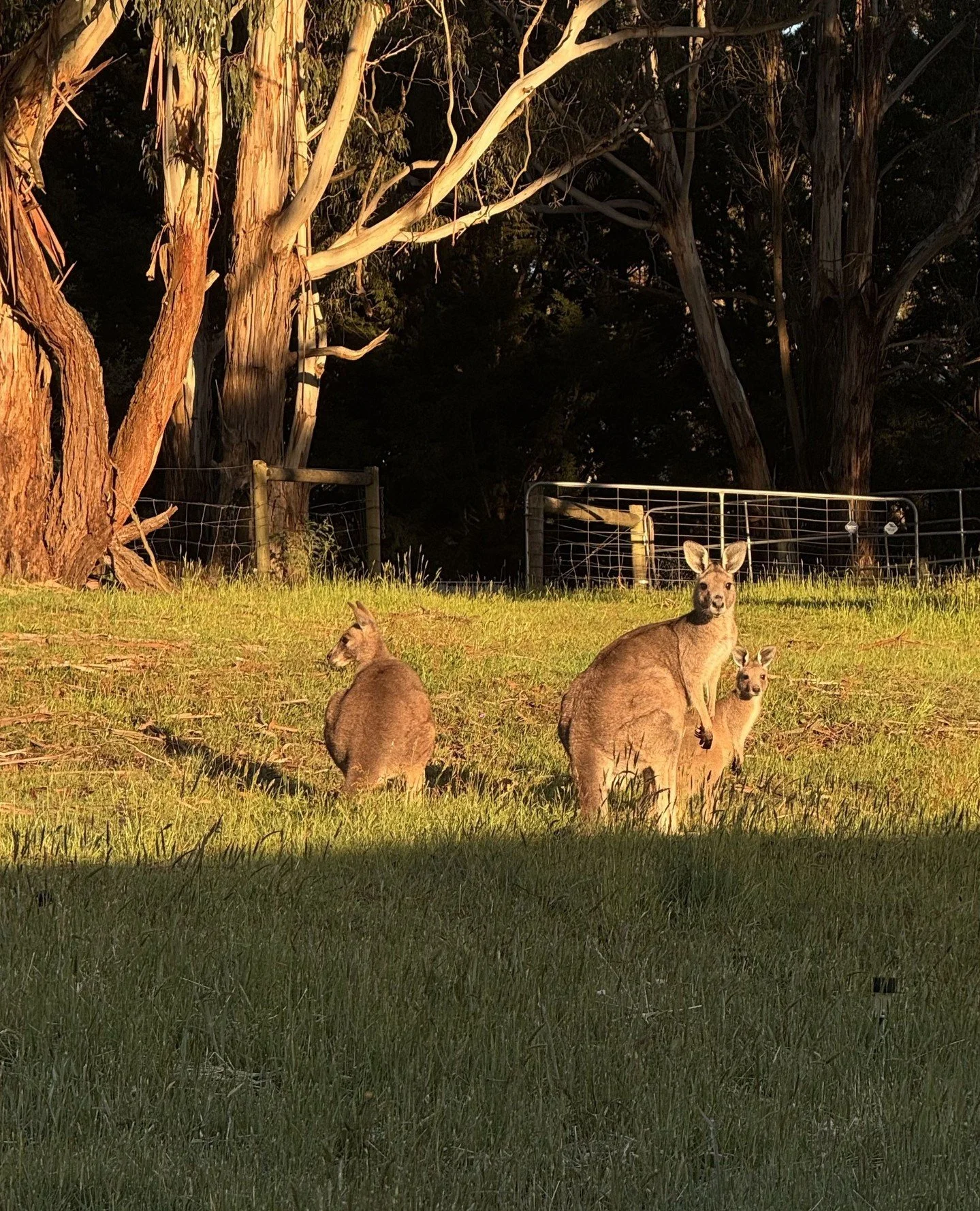 Morning visitors 🦘