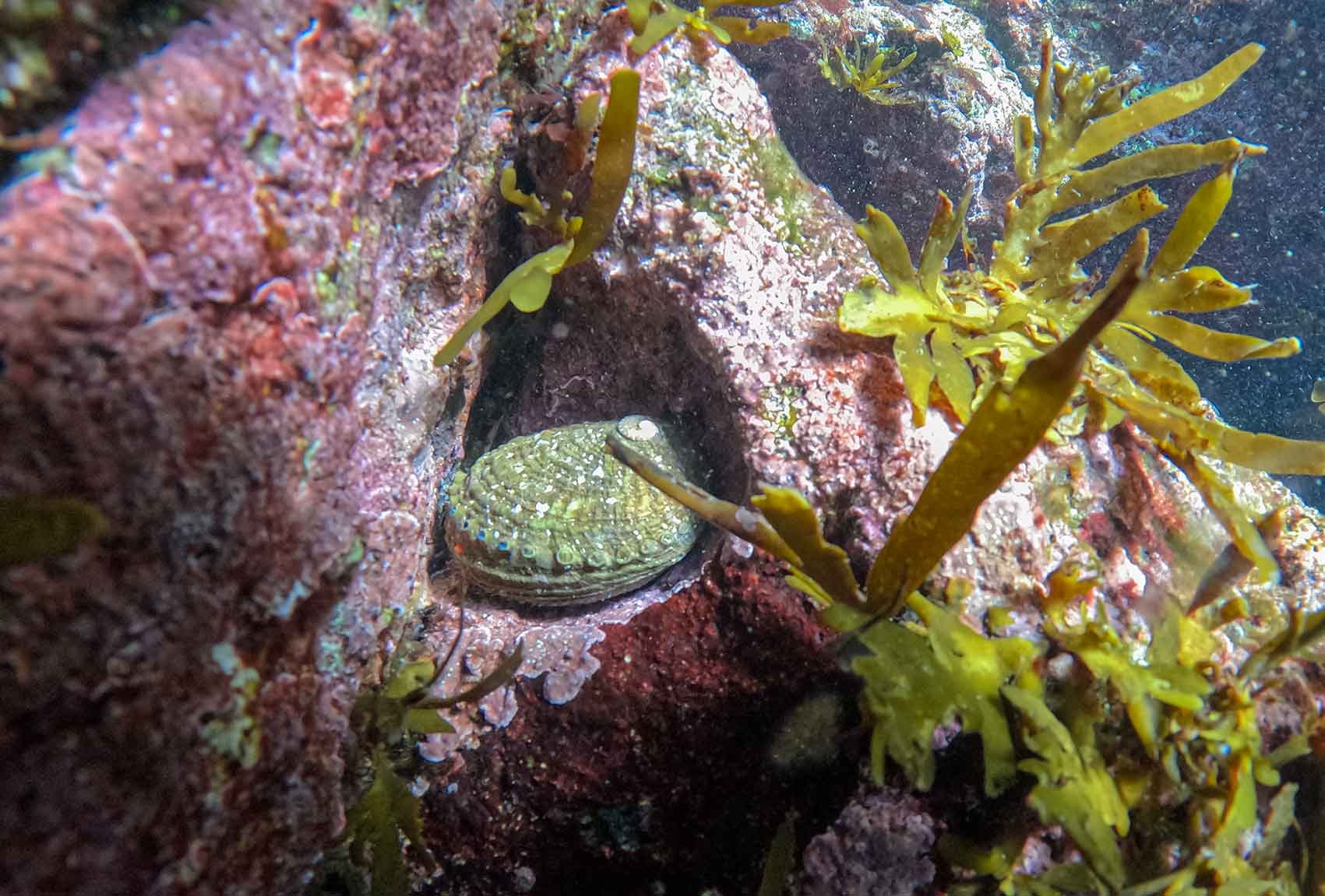 Diving for Kelp: My Rewilding Journey 