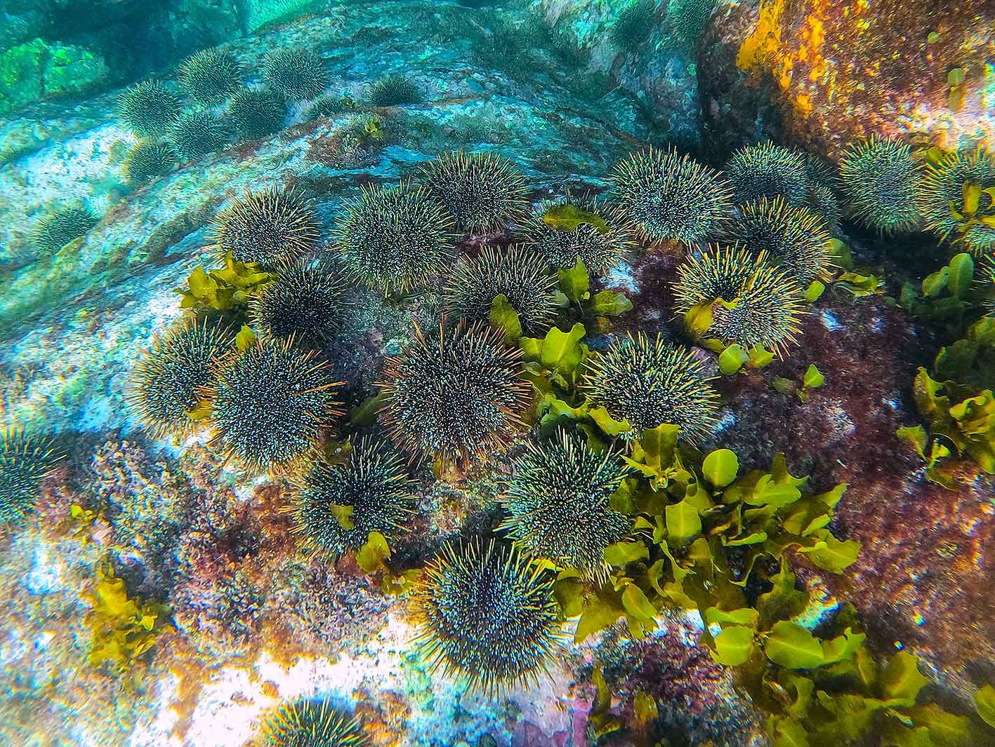 Why we care about kina