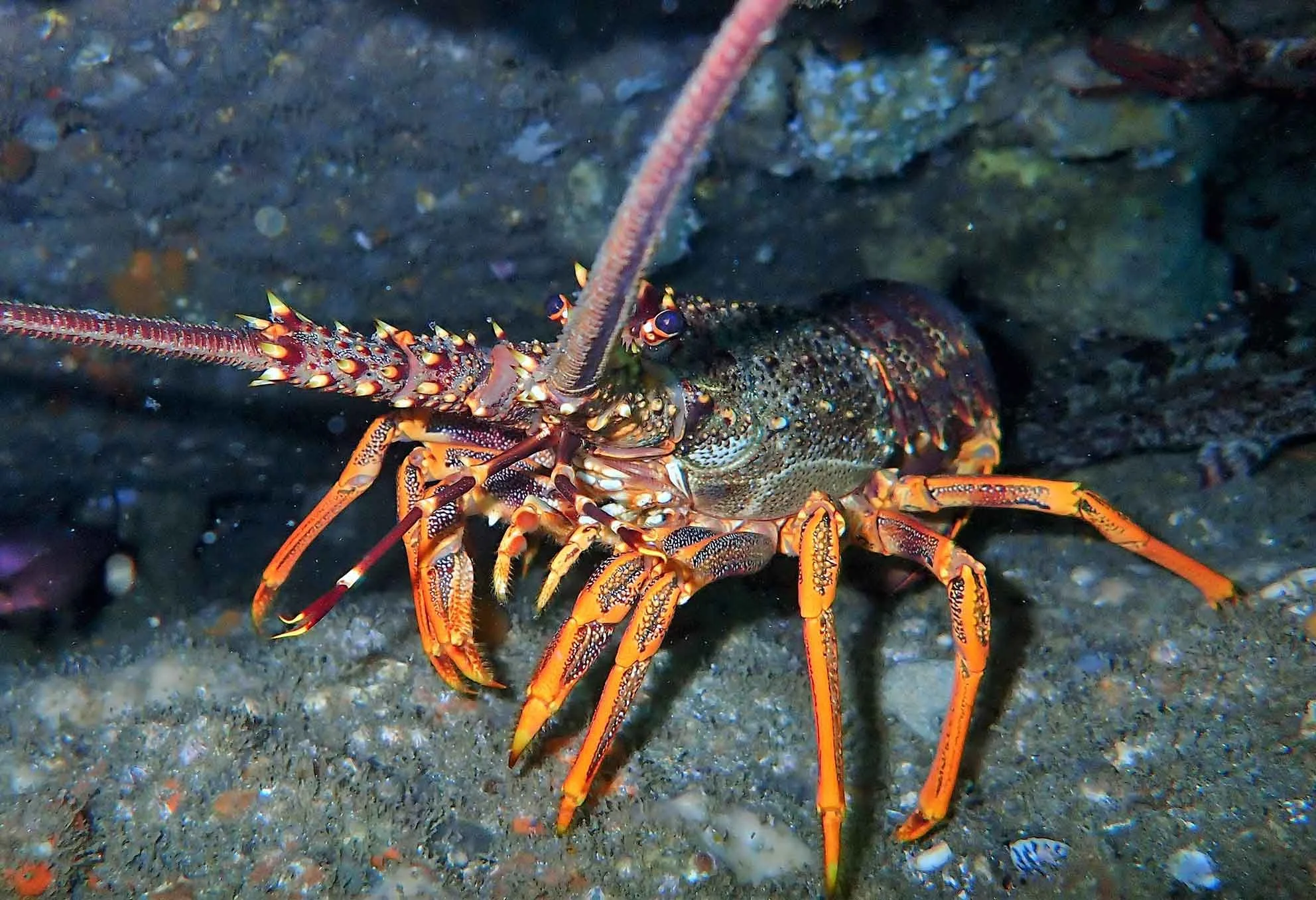 Interview: Benn Hanns, The importance of lobsters