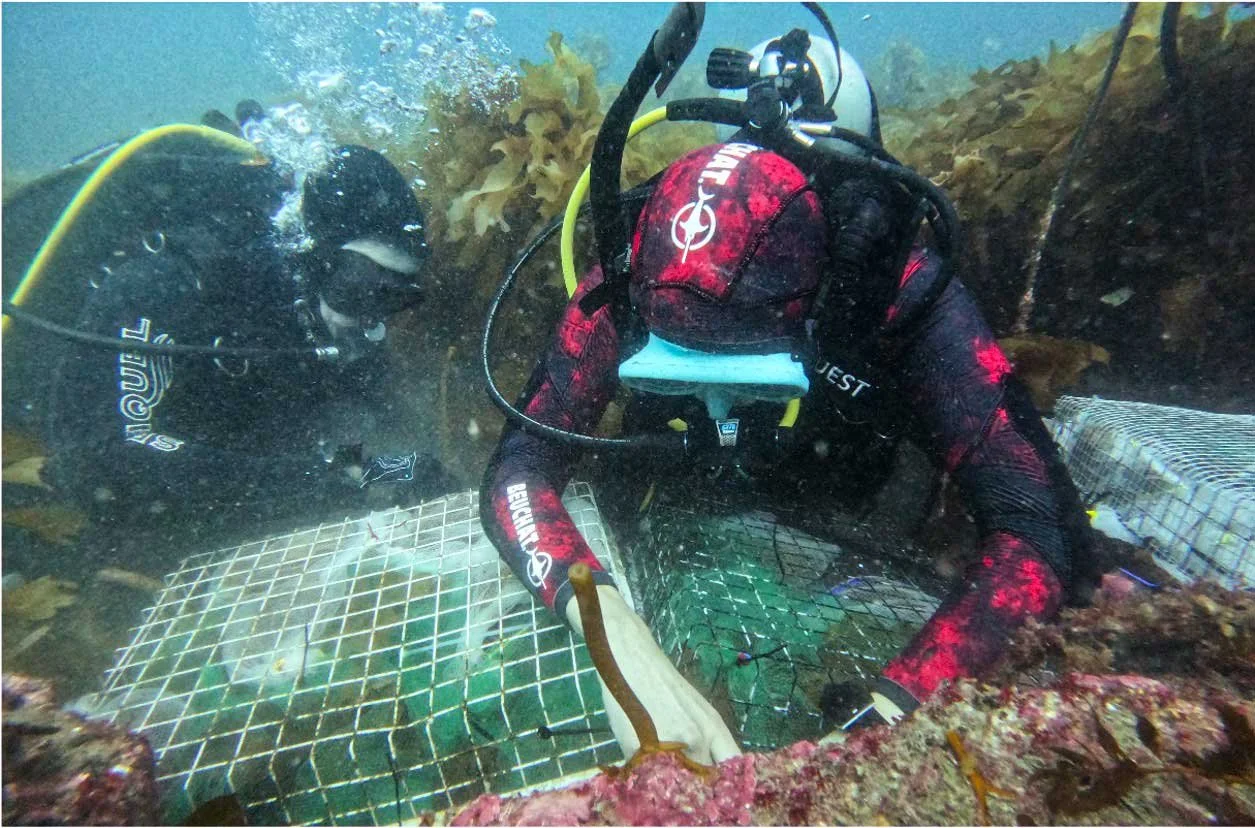 Does kelp help the climate?