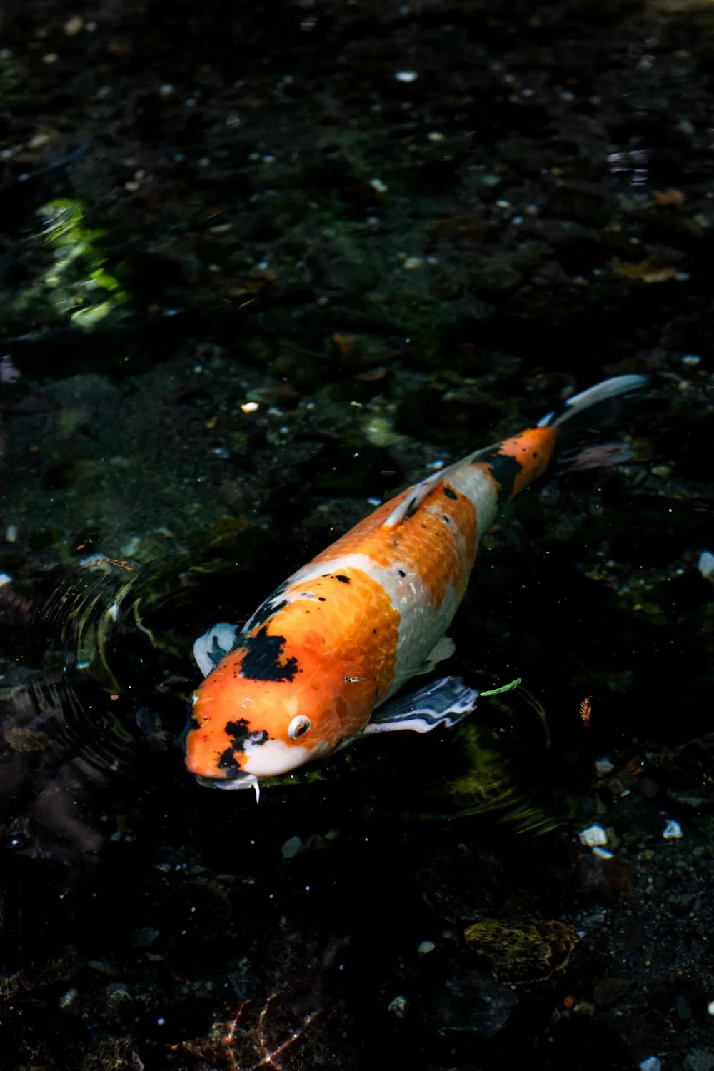 DDAMORE-CARNET-VOYAGE-JAPON_026.jpeg