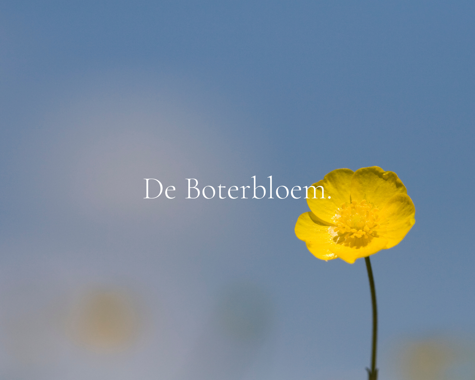 Een gele boterbloem met een blauwe lucht op de achtergrond en de tekst 'De Boterbloem' in het midden.