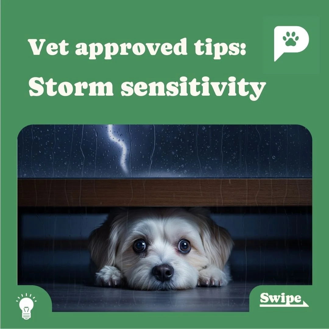Storm Season – 5 Top Tips to Help Your Pet Feel Safe