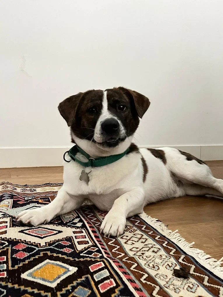 A small dog with a white coat and brown markings lying on a colorful Persian-style rug, facing the camera with a relaxed expression, in front of a plain white wall.