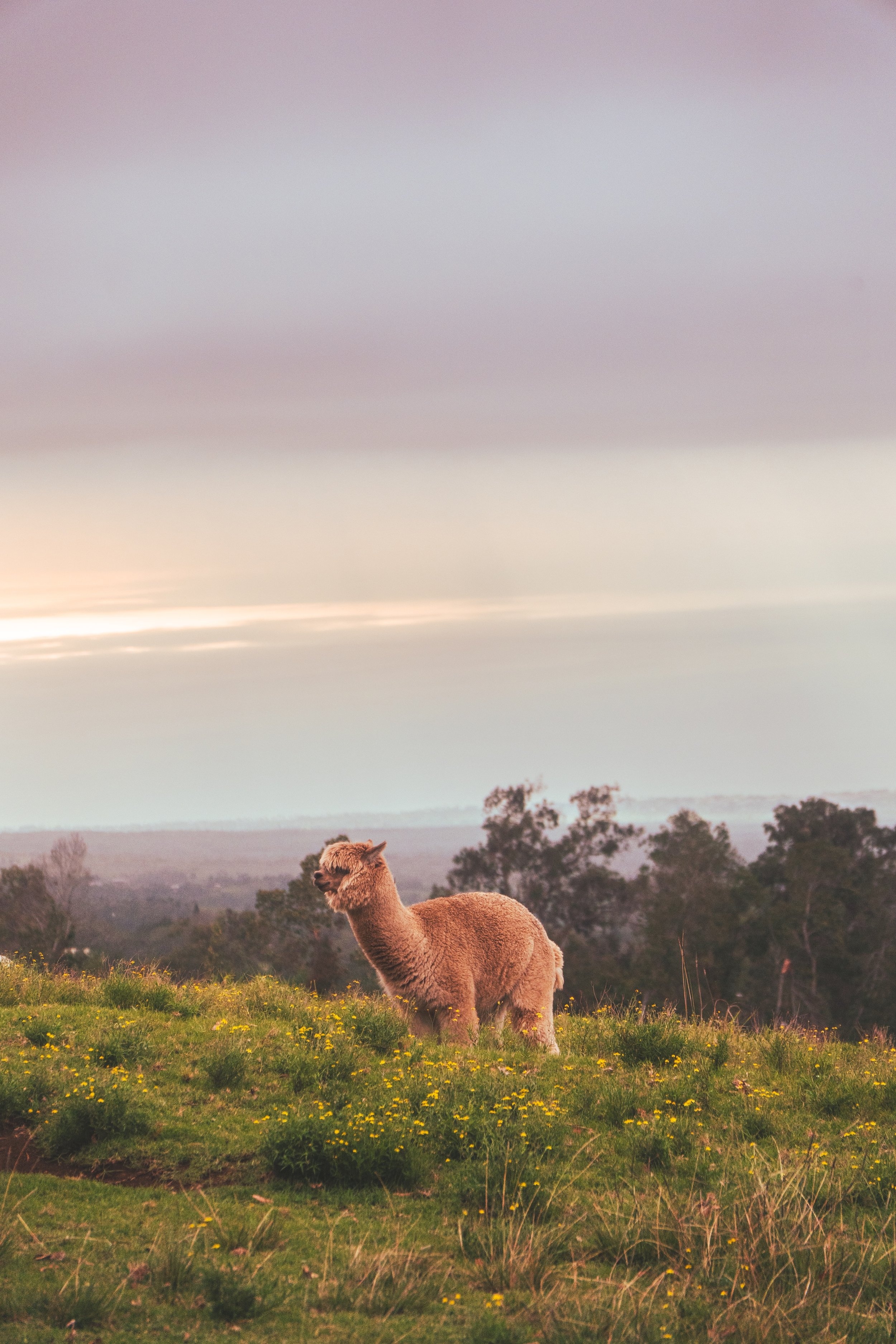 Llama Photo.jpg