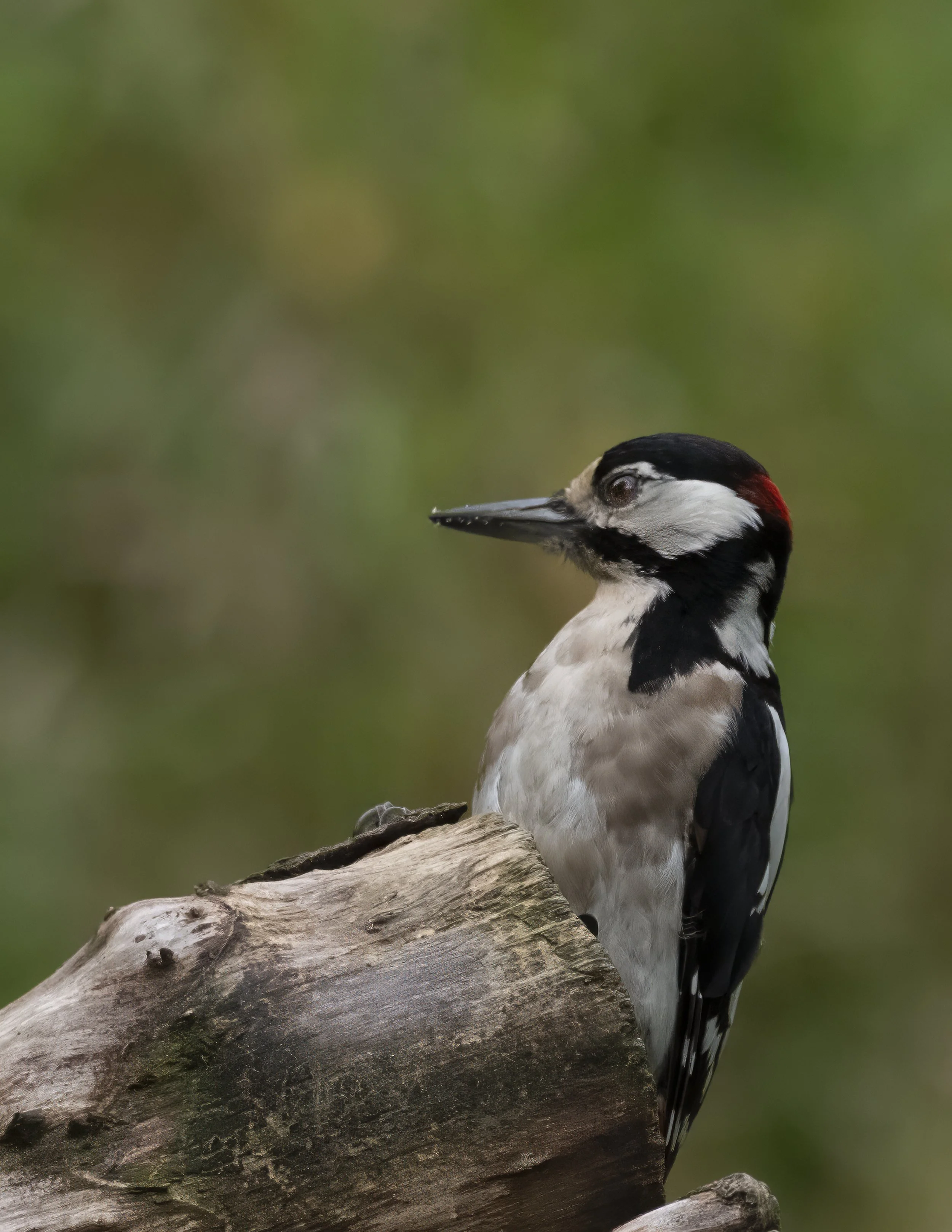 woodpecker copy.jpg