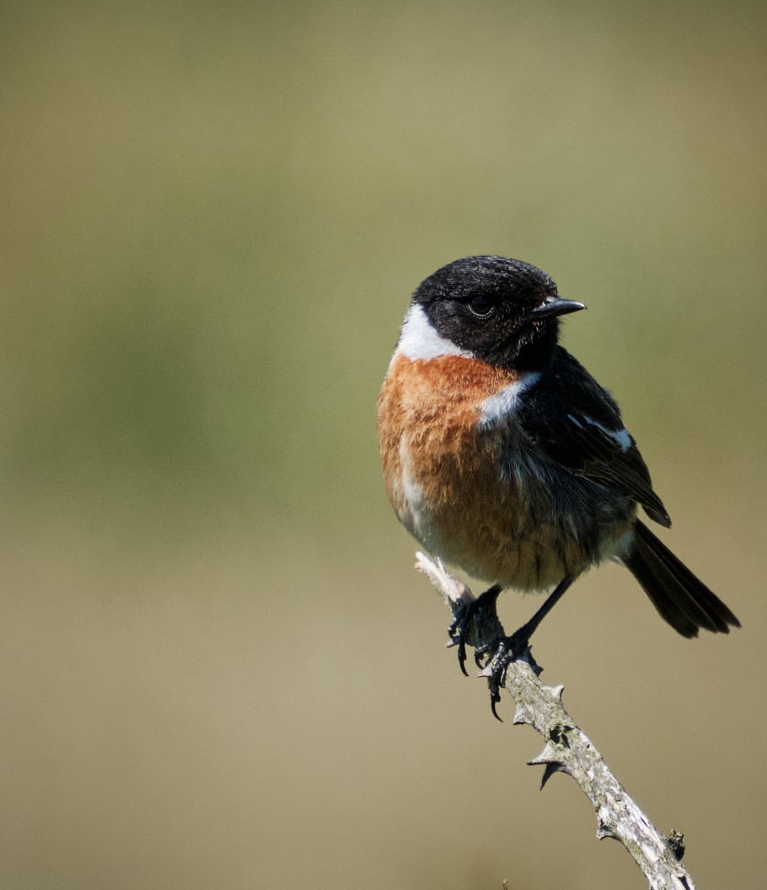 DSCF0329 STONECHAT.jpg