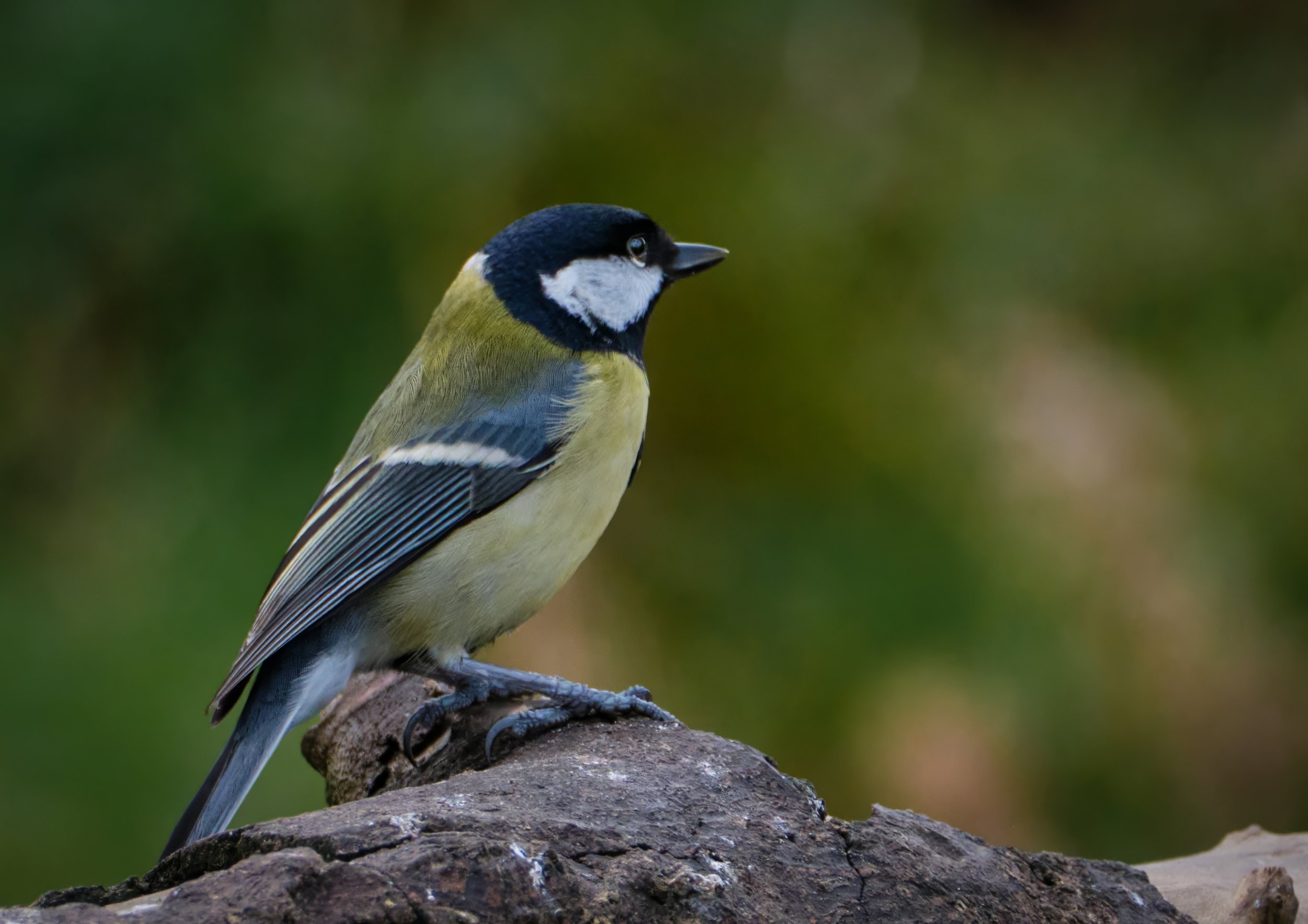 great tit.jpg