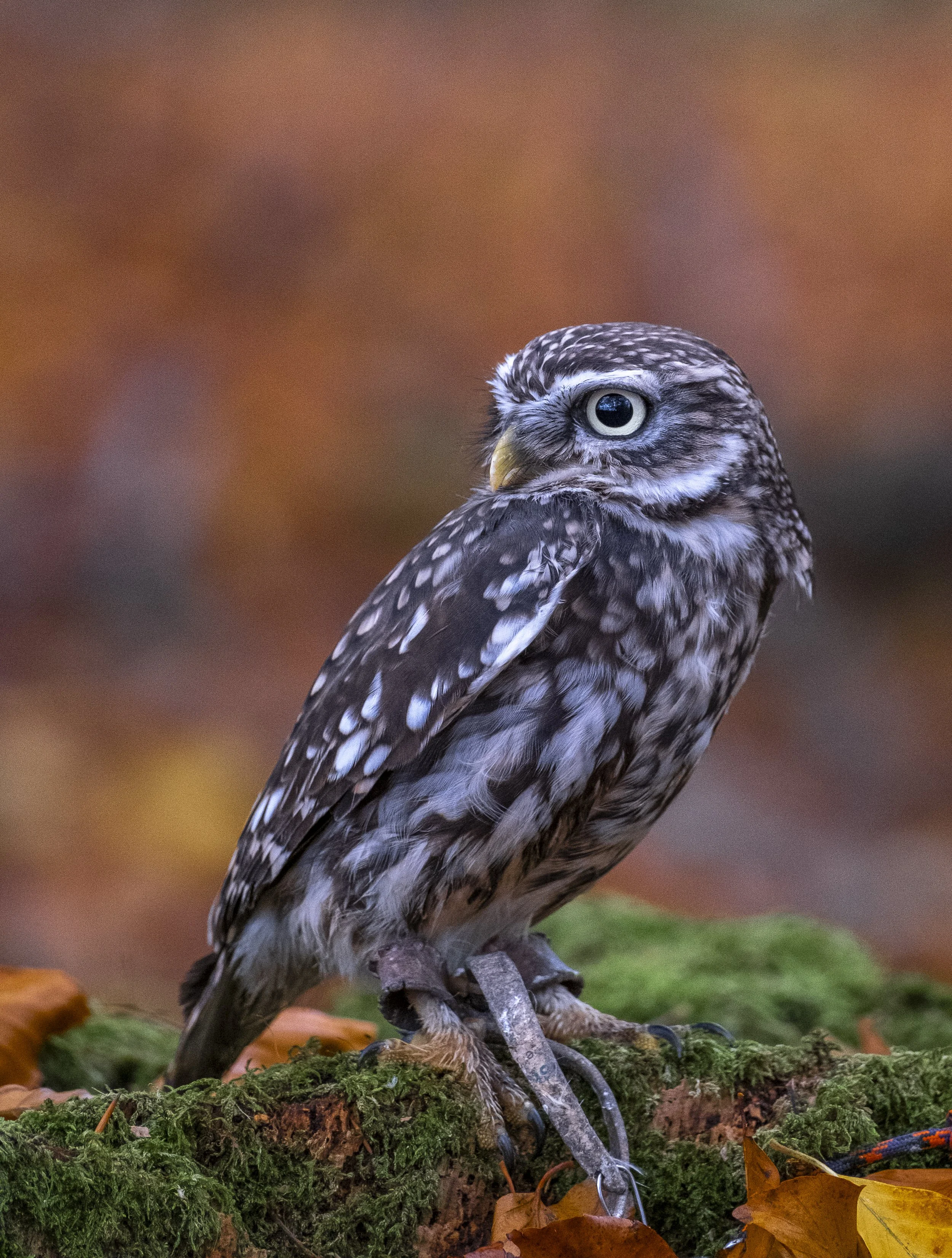 Owl (1 of 1).jpg