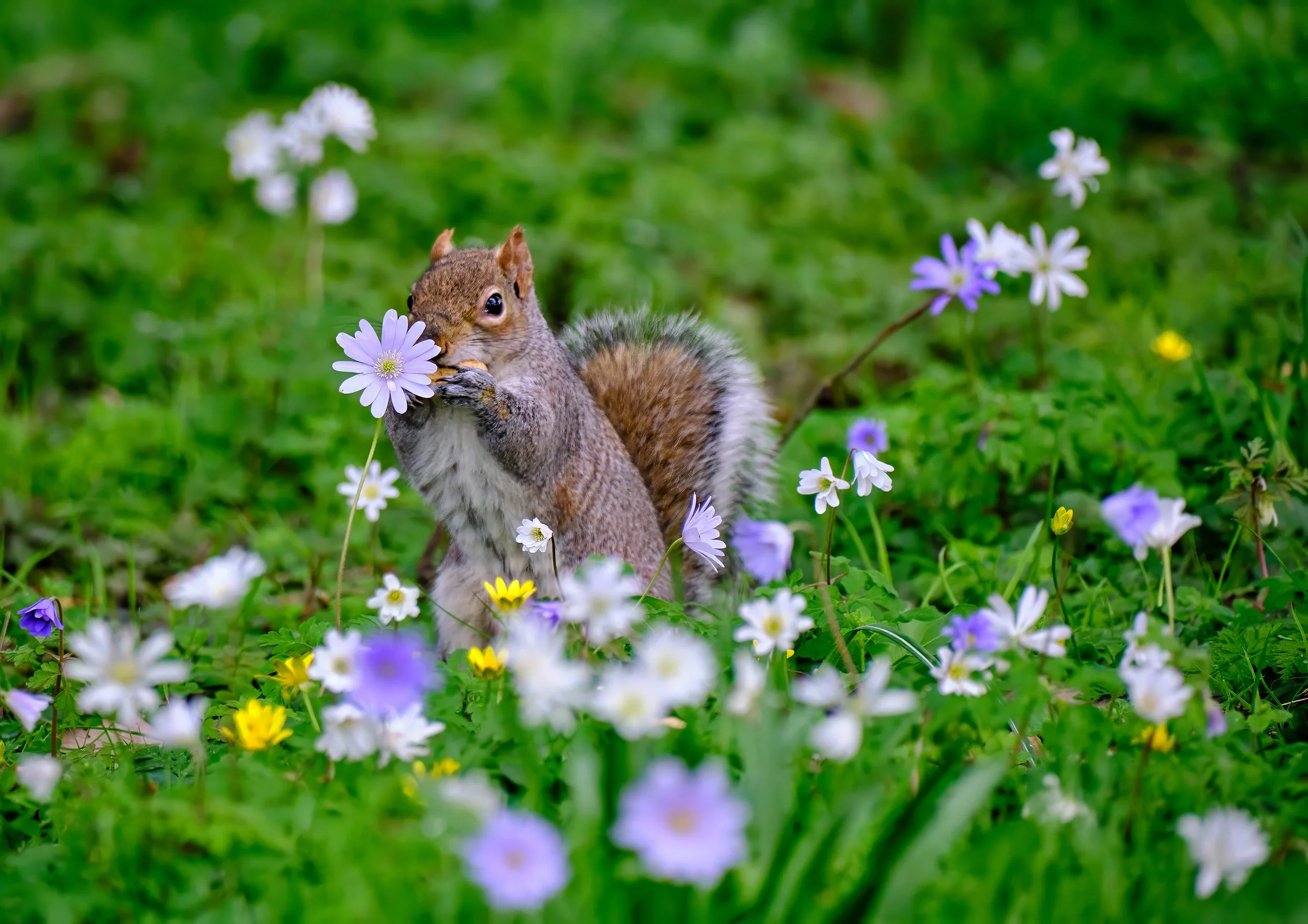 Squirrel in Botanic gardens.jpg
