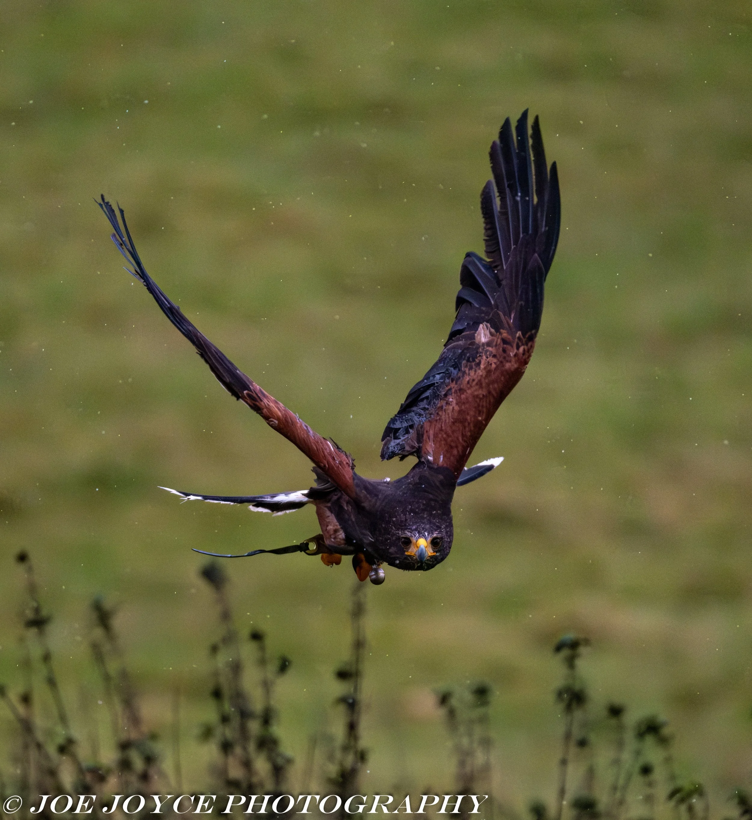 Harris Hawk in flight 2-1.jpg