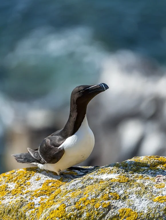 razorbill-9429.jpg