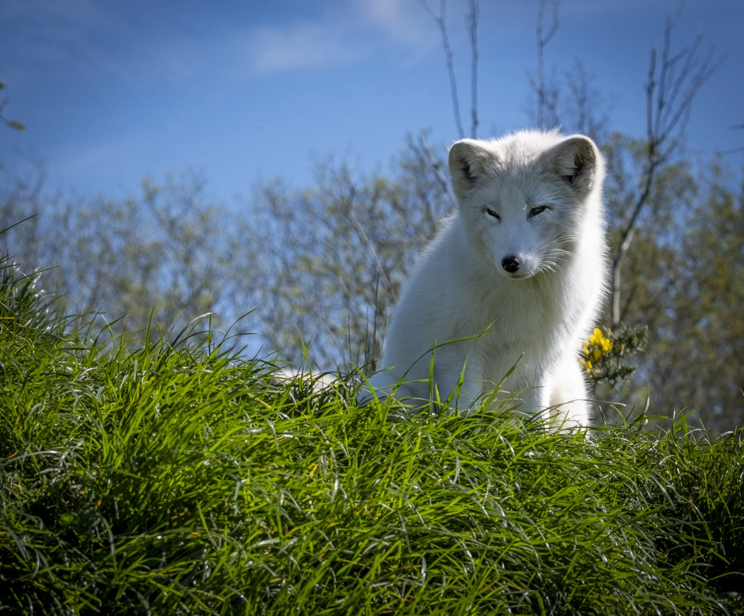Artic Fox.jpg