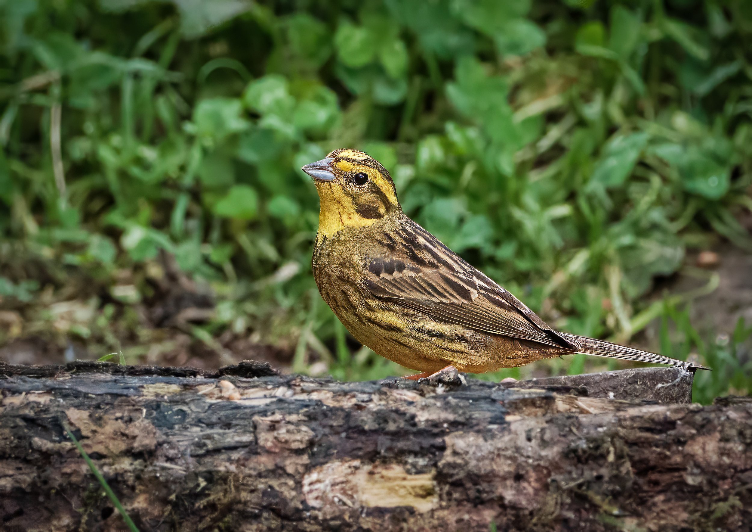 yellowhammer.jpg