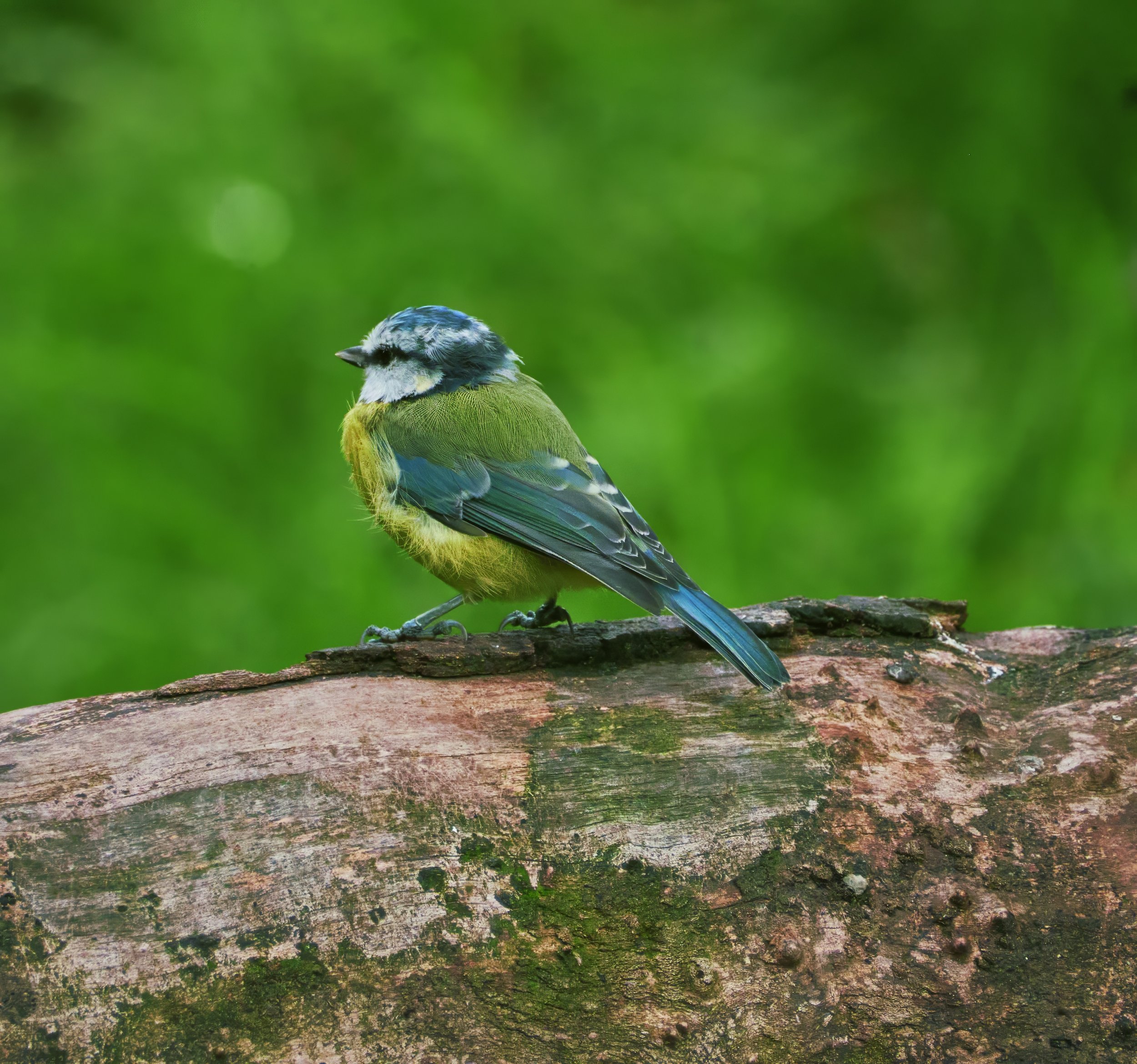 Blue Tit (2).jpg
