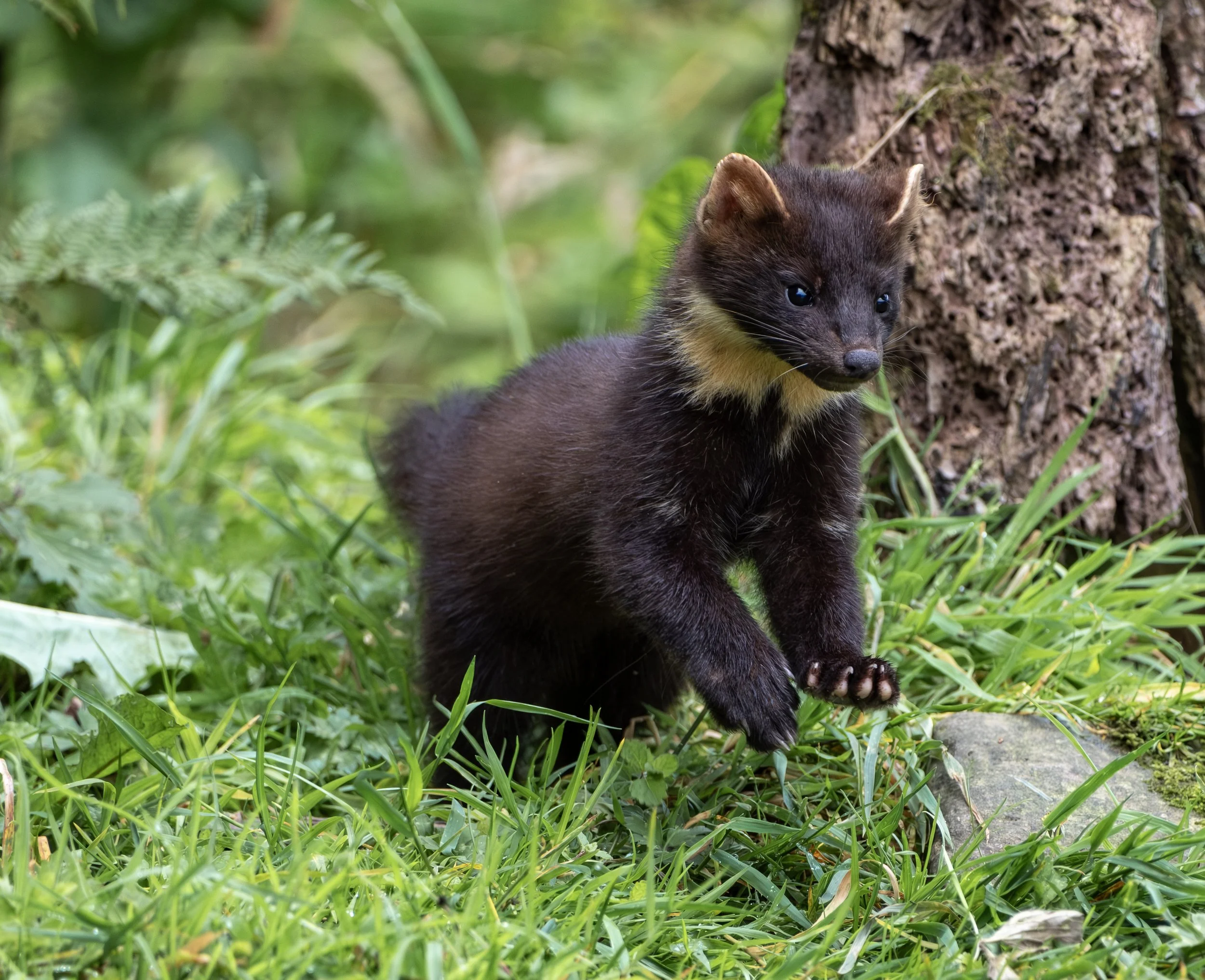A-1417-Pine Martin.jpg