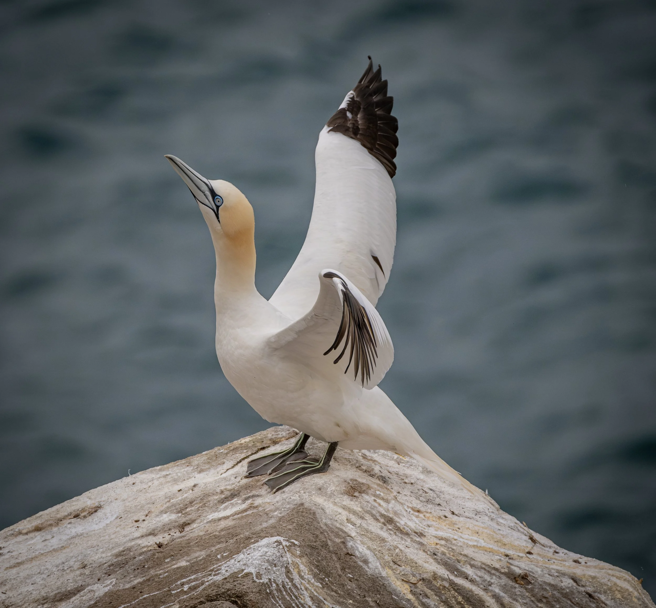 A-1417-Gannet.jpg