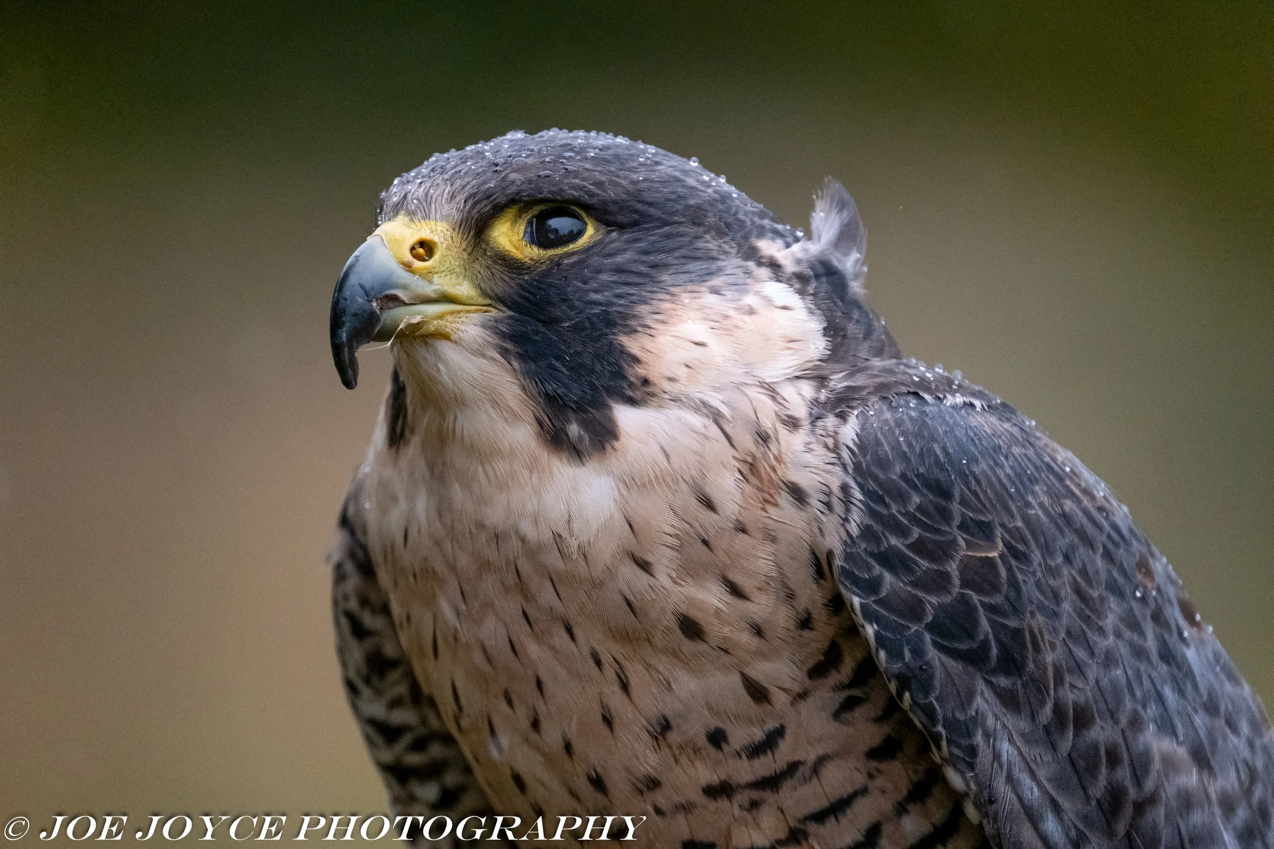 Peregrin Falcon portrait-1.jpg