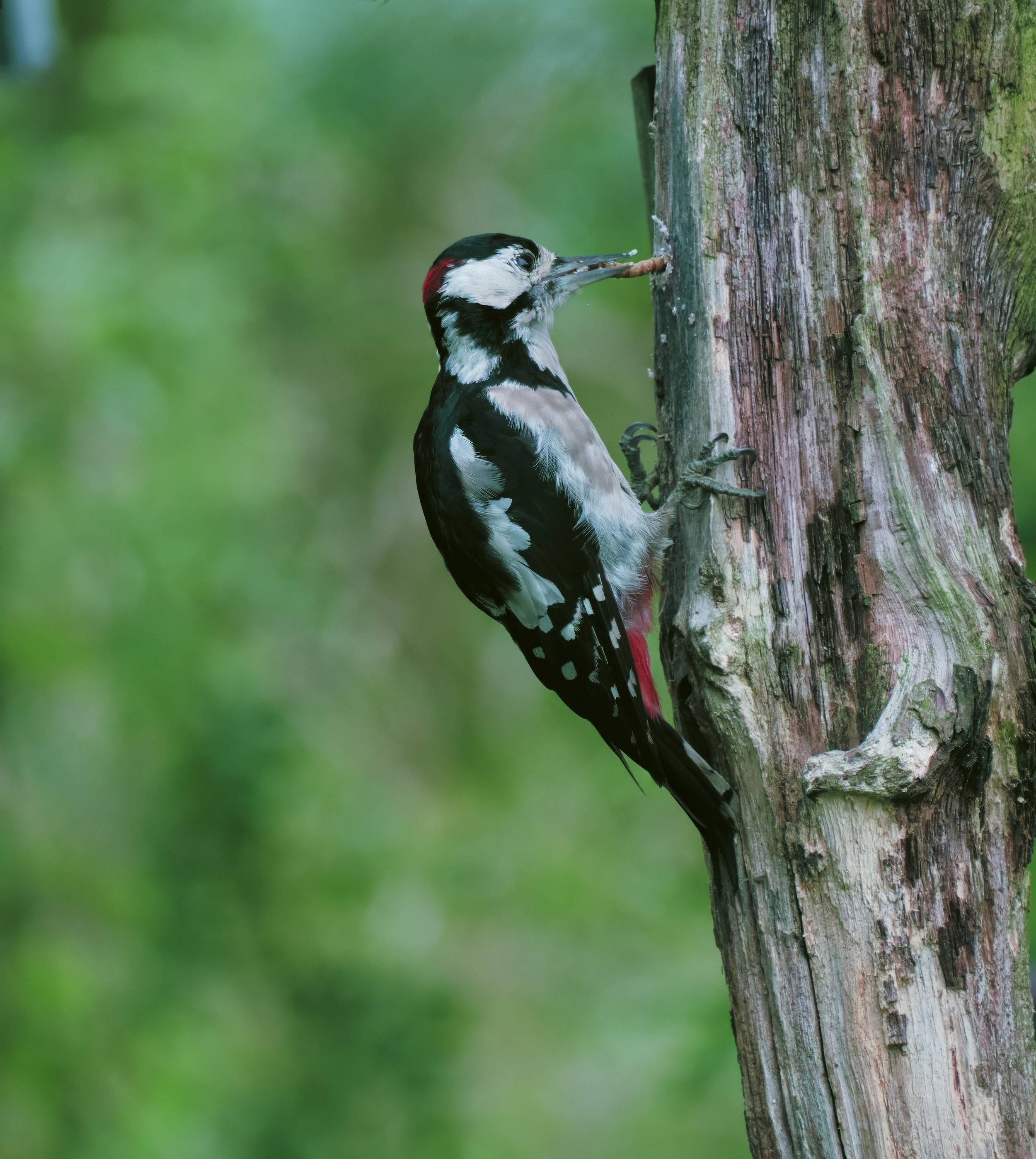 lesser spotted woodpecker.jpg