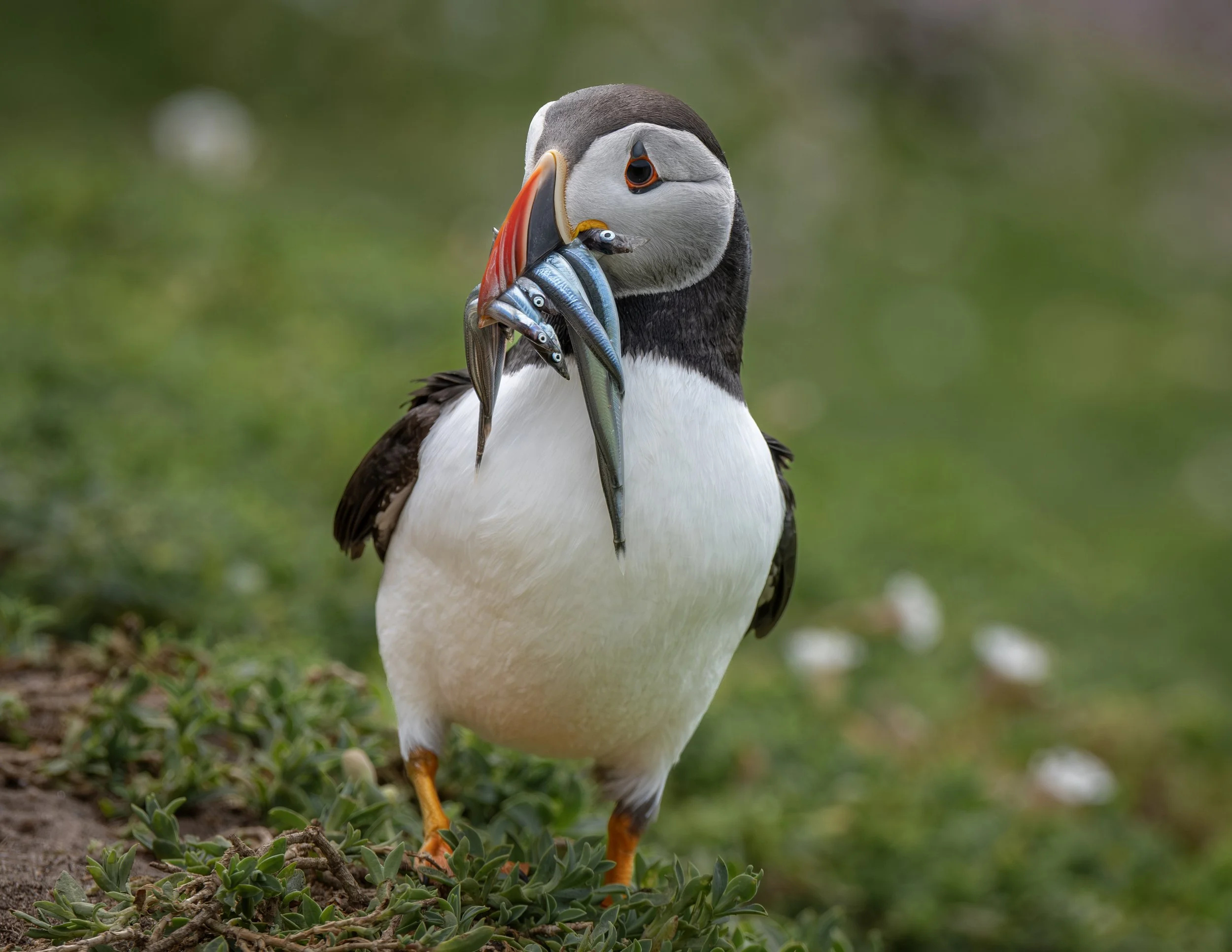 A-1417-Puffin with Sand Eels.jpg