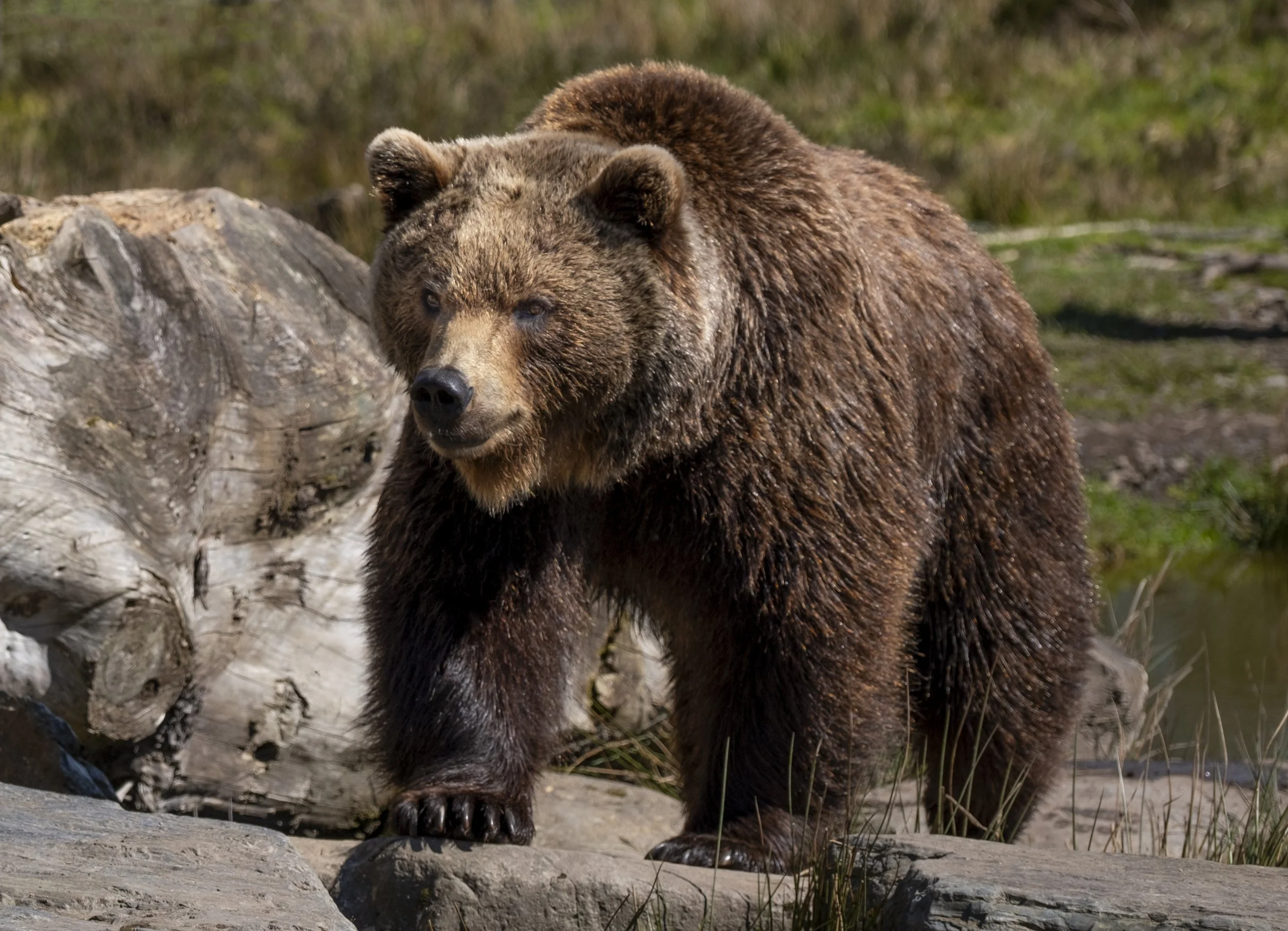 Brown Bear2.jpg
