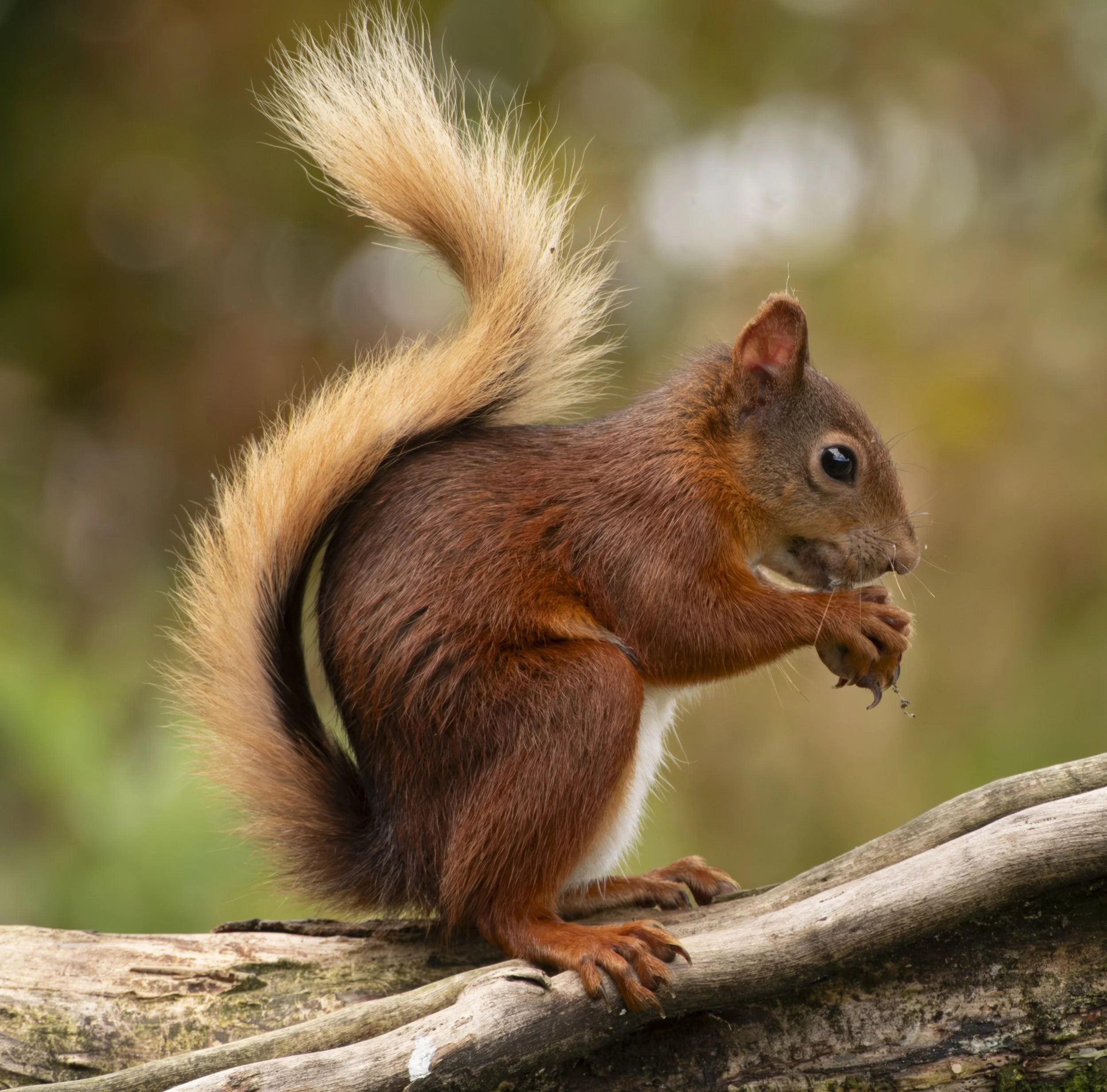 DSCF0038Jul 27 2023-Enhanced-NR Red squirrell.jpg
