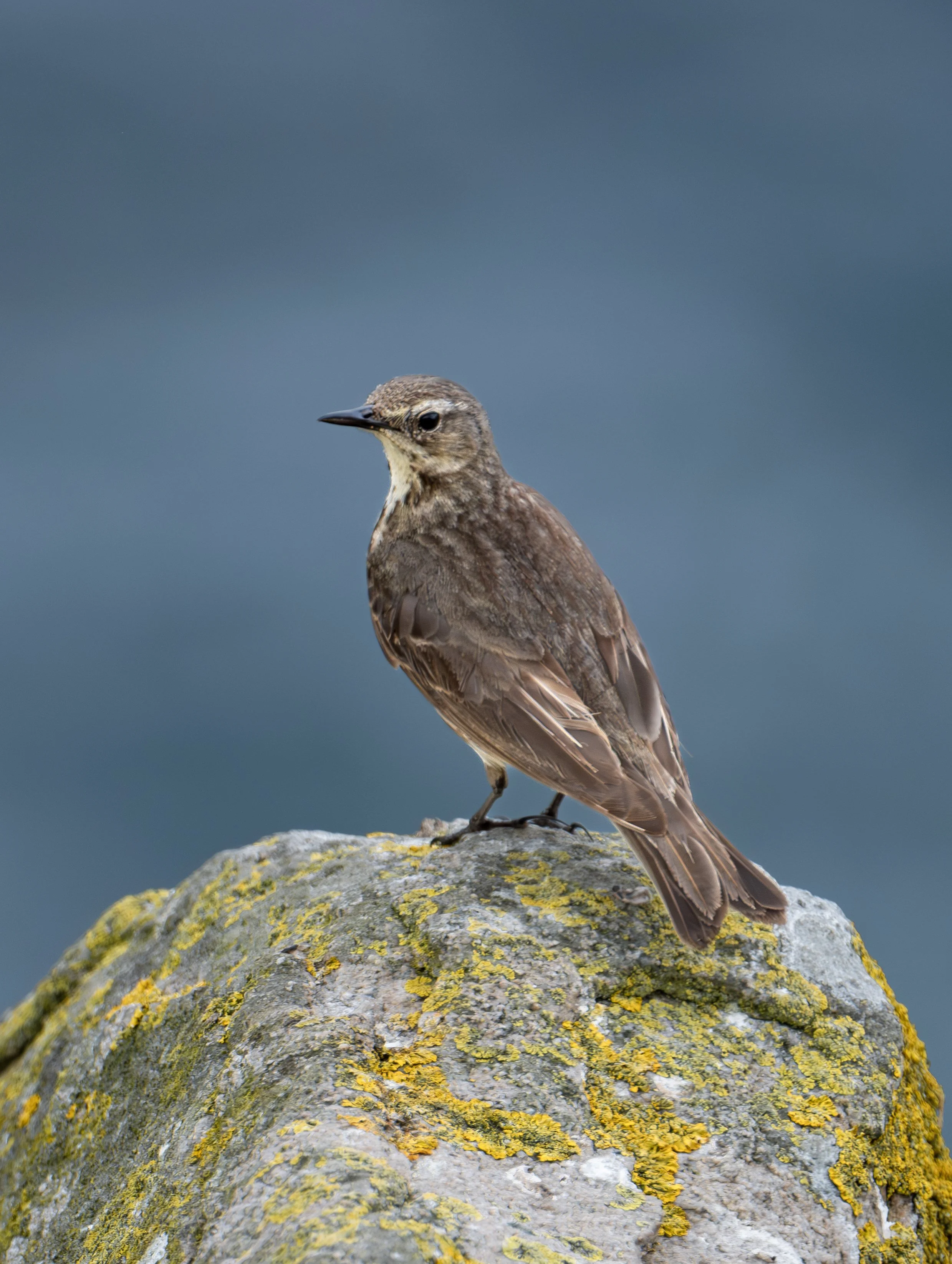 A-1417-Rock Pipit.jpg