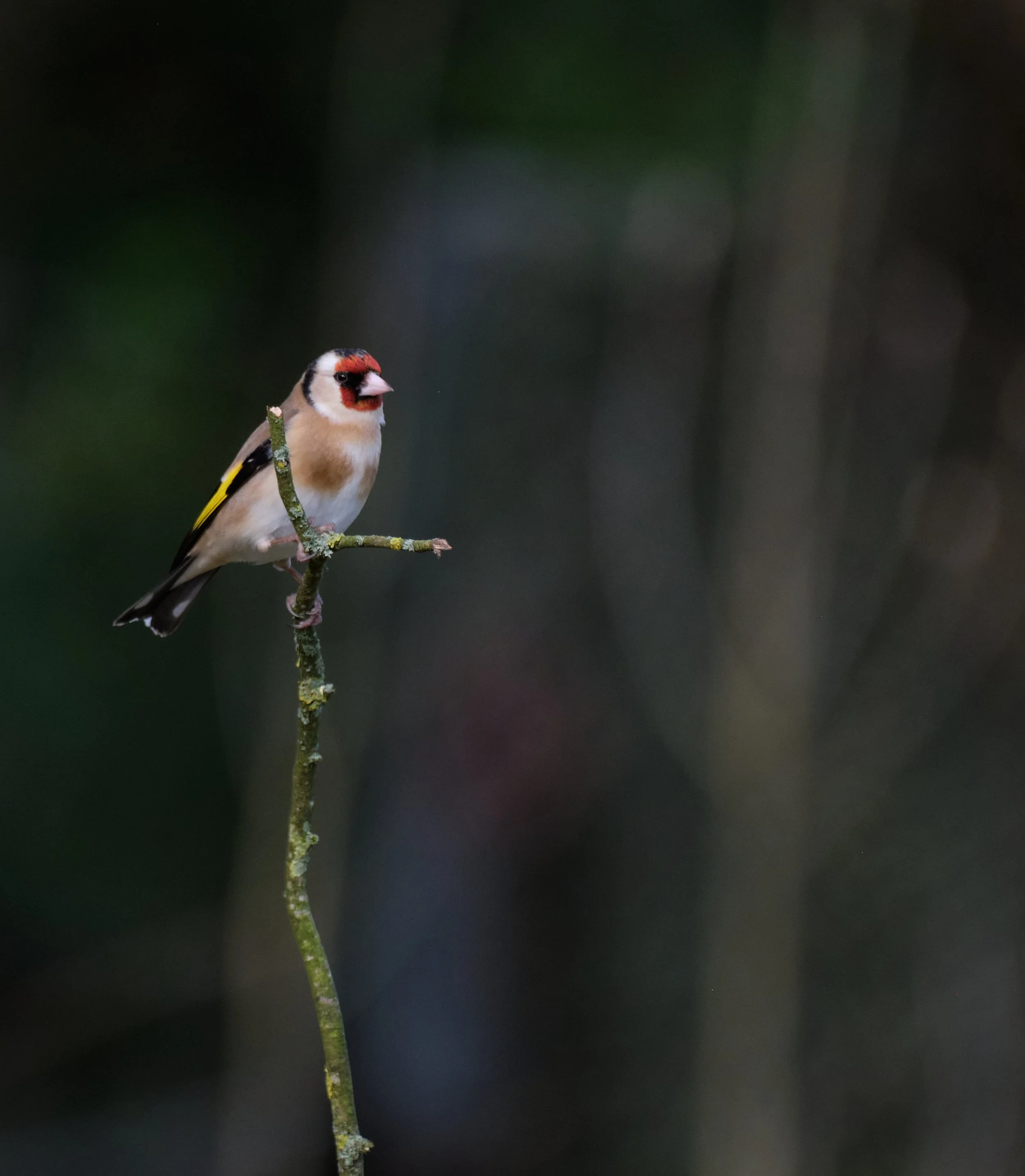 GOLDFINCH ON A TWIG .jpg