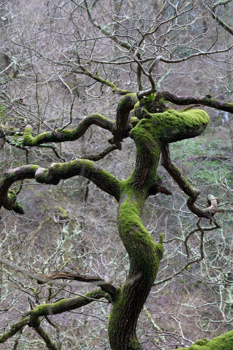 Moss-Covered Tree Art Print