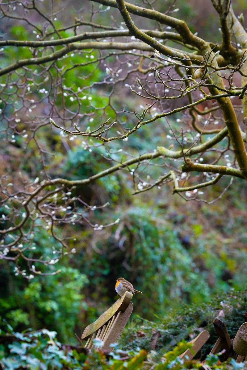 Nature's Tranquility Art Print