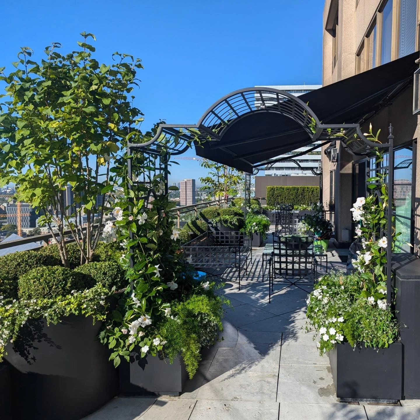 It is an utter joy to come back and maintain this Yorkville terrace after its recent renovation. 

This beautiful all white garden was designed by Ron Holbrook and has / is a view to die for. 

Can't wait to see it reach its full potential under our 