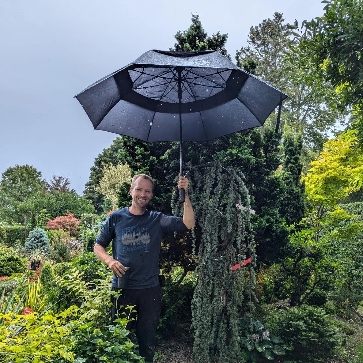 Planted this remarkable tree on a rainy Sunday for the remarkable @marionjarvie whose garden is a true inspiration. 

Sadly this exceptional weeping blue atlas cedar might not make it as the B&amp;B rootball fell apart during planting but if needed a